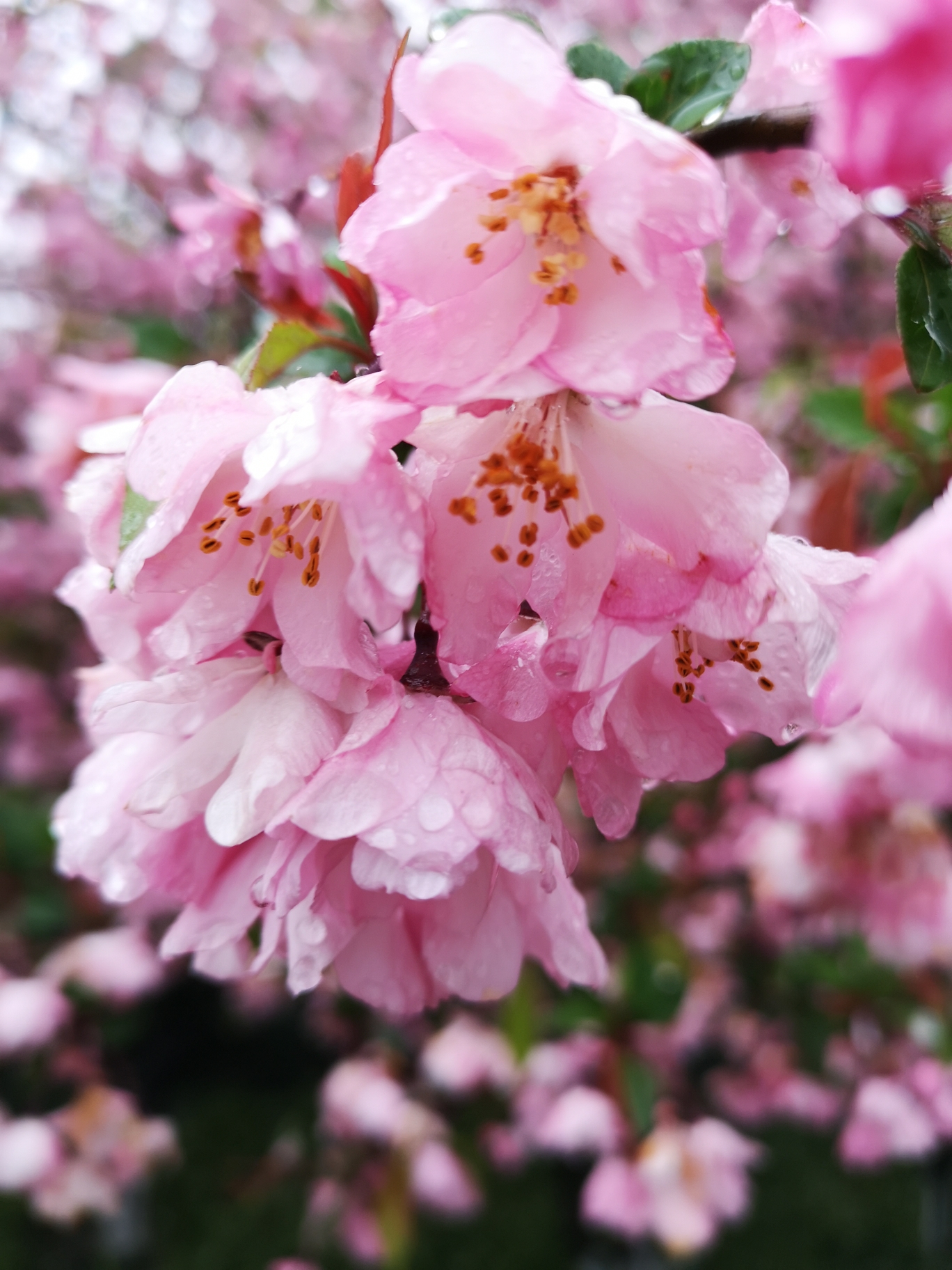 雨花