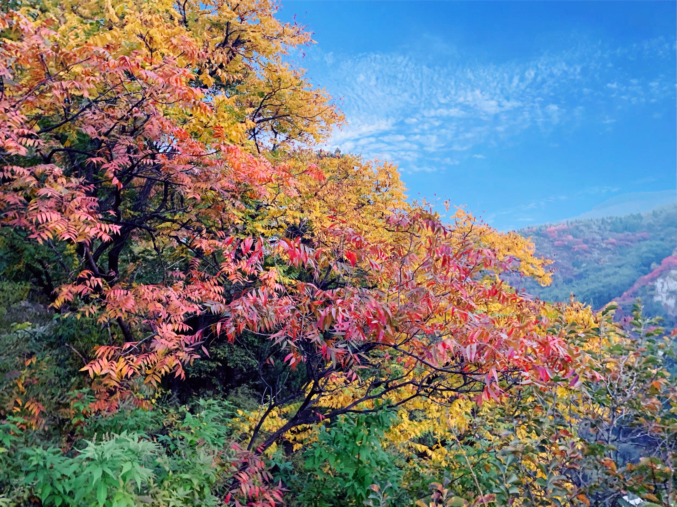 博山红叶柿岩