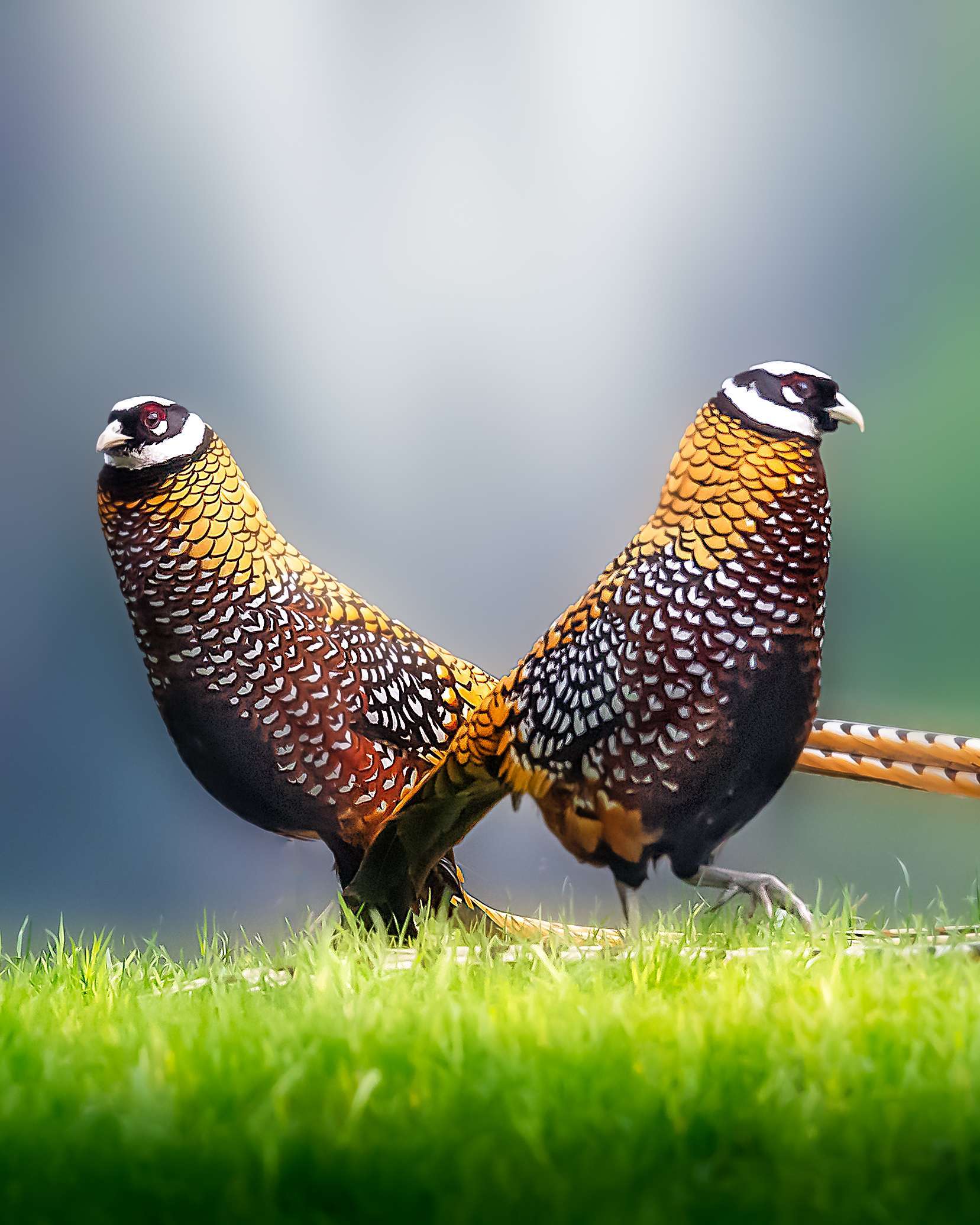 白冠长尾雉(学名:syrmaticus reevesii)属于鸡形目,雉科,是一种森林