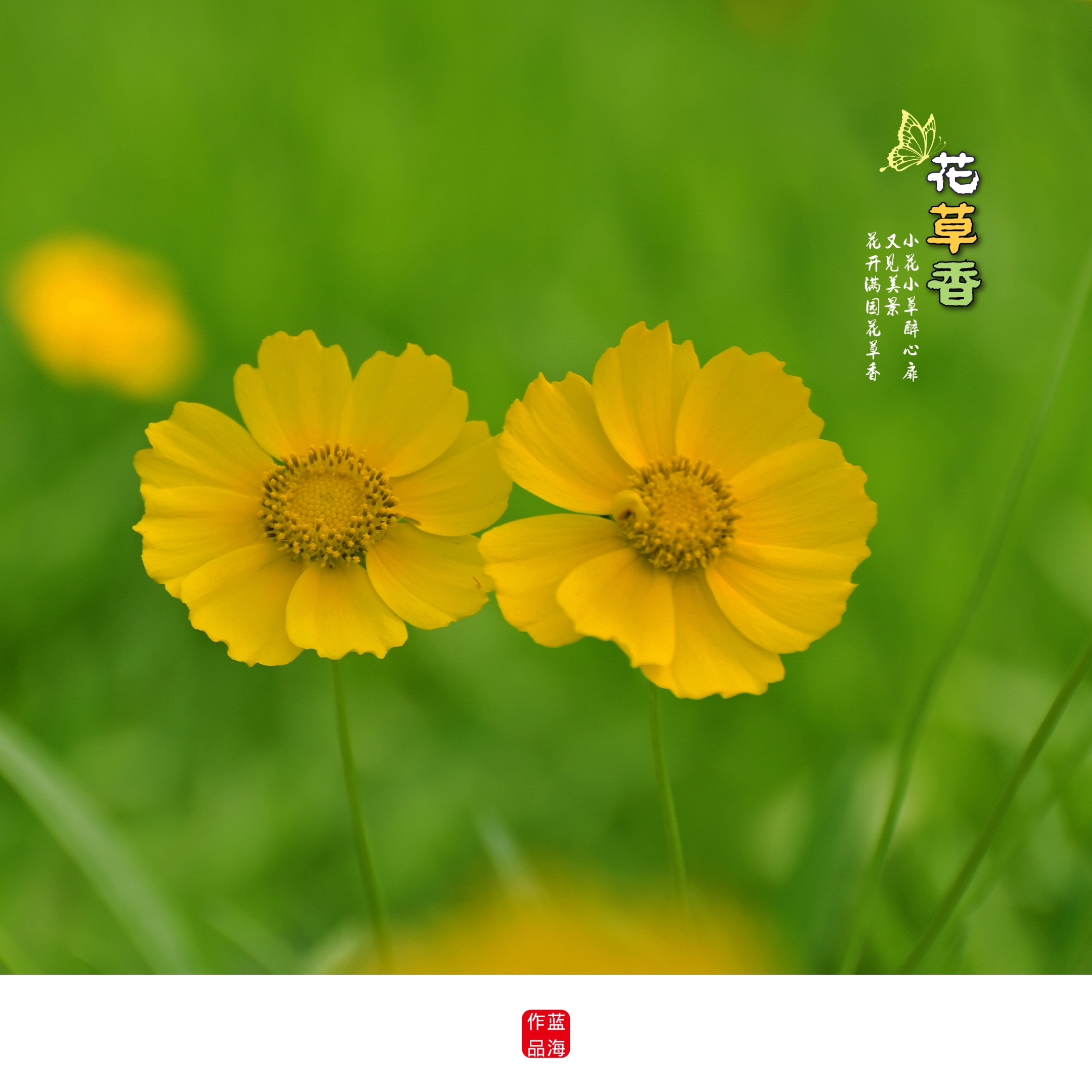 仲夏一片金黄花
