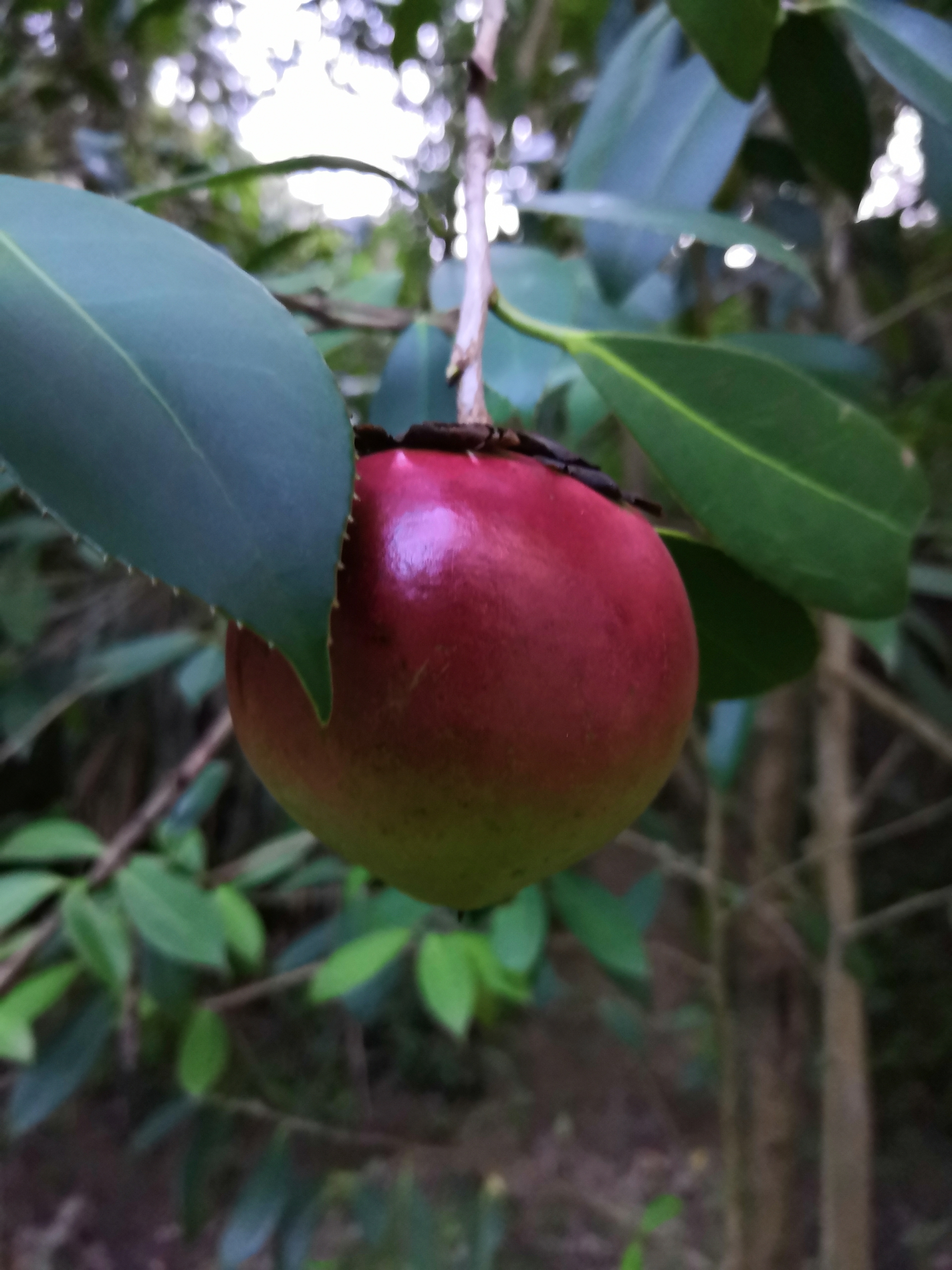 七绝二首油茶籽