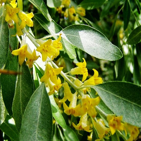 沙枣花开远香漫