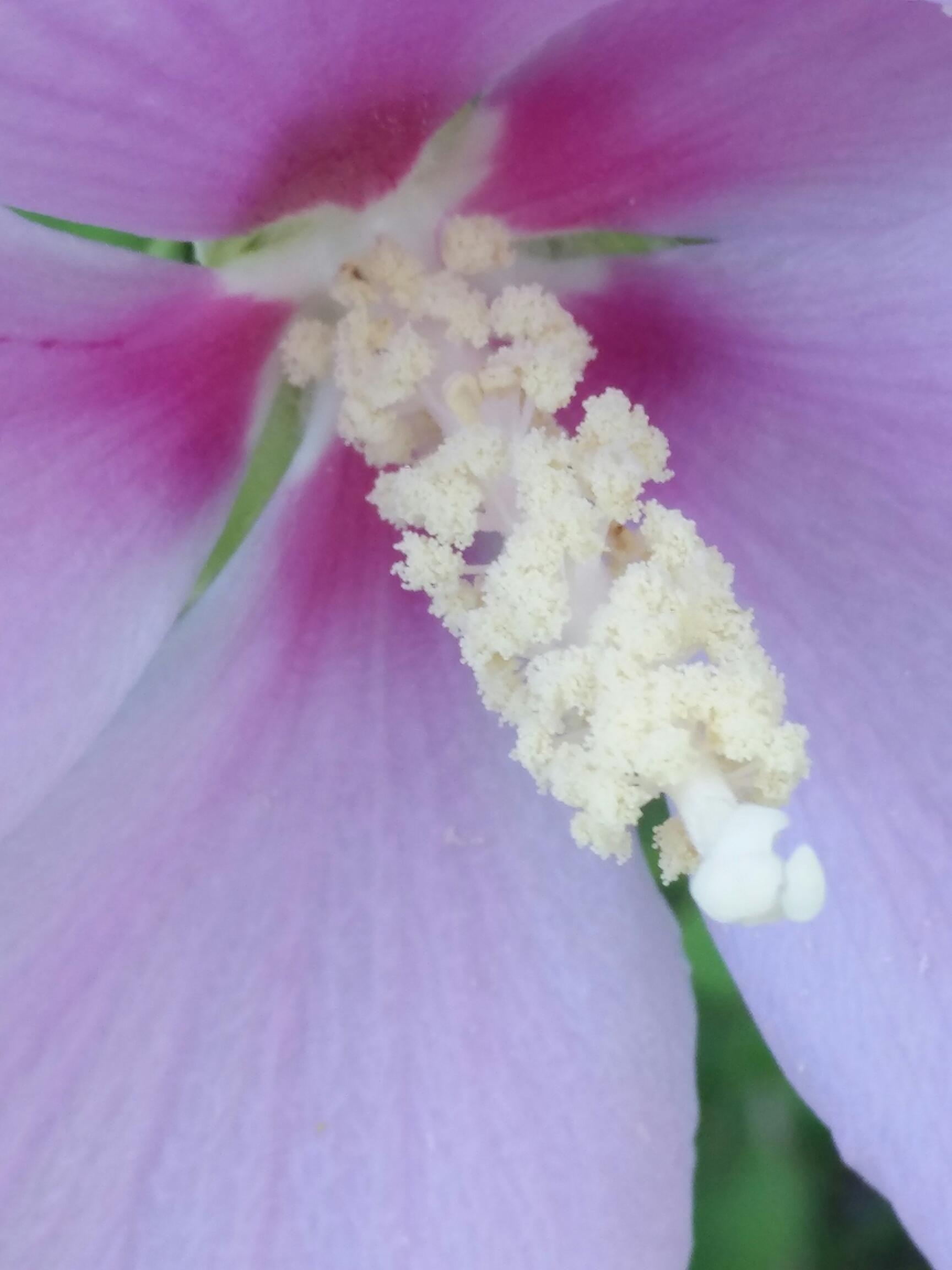 木槿花(学名:flos hibisci l),锦葵科木槿属植物,在北美有"沙漠玫瑰