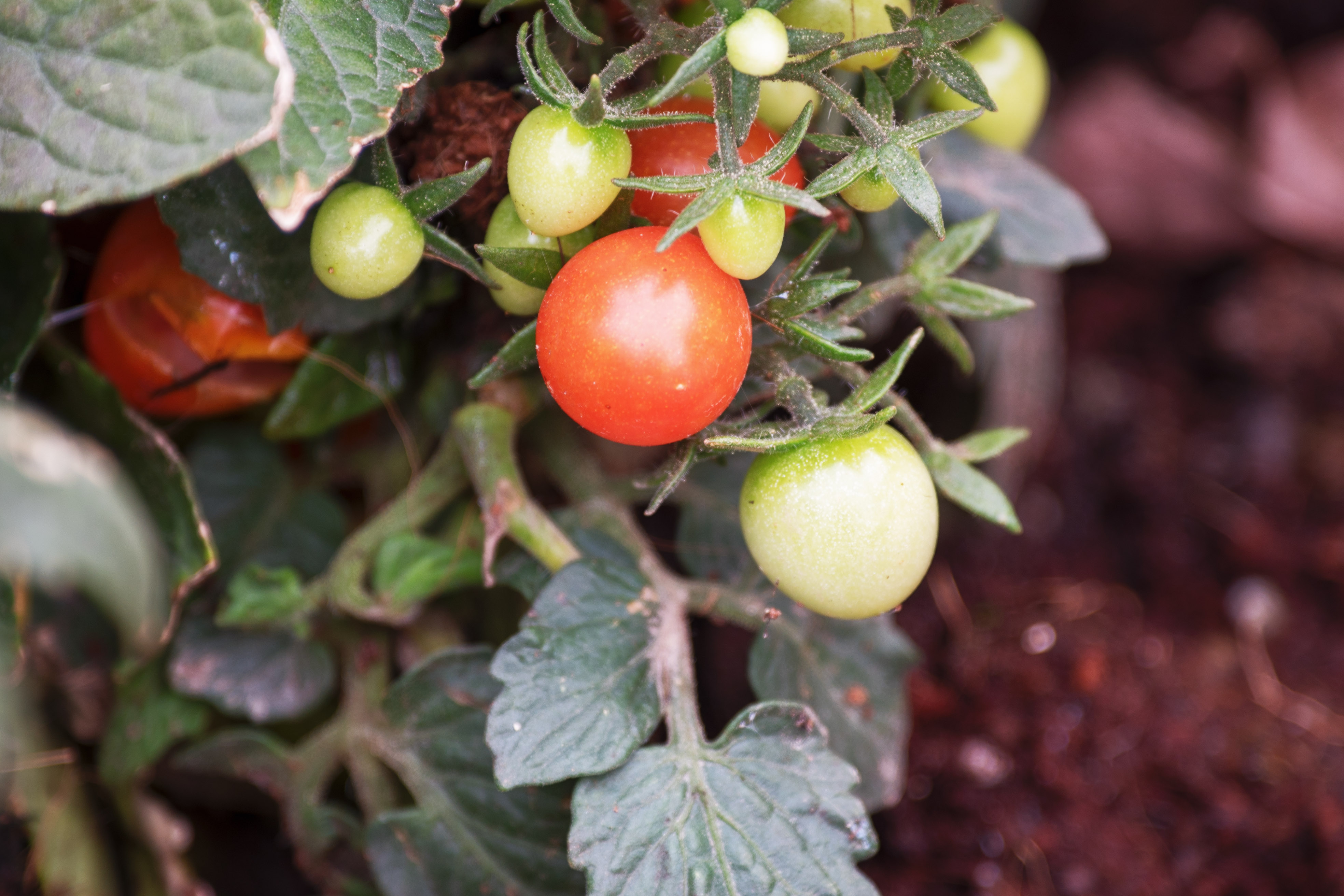 摄影/文字:芳草地 在植物园的植物普及园去拍了一组小番茄,而且是野生
