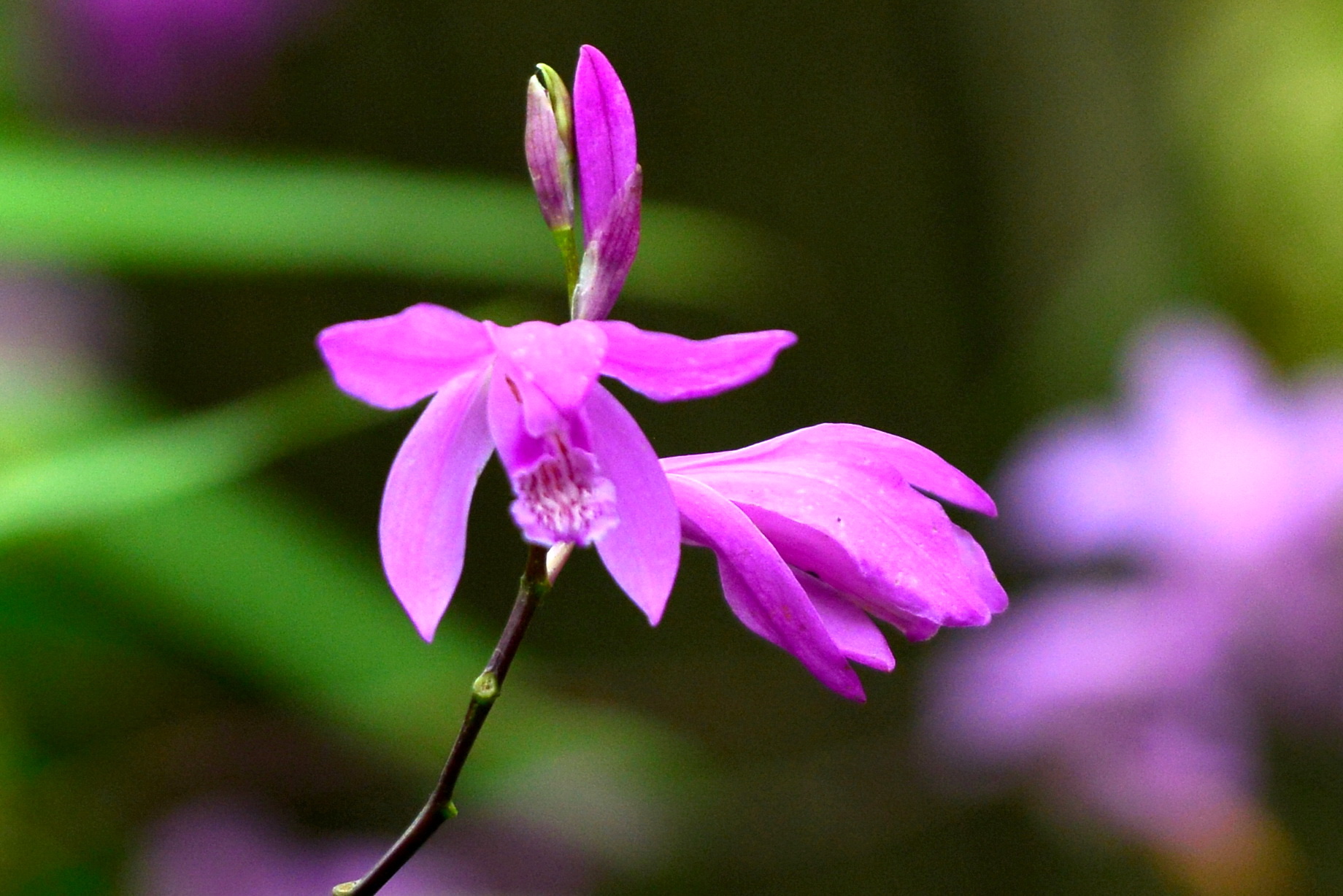 【首发】白芨花