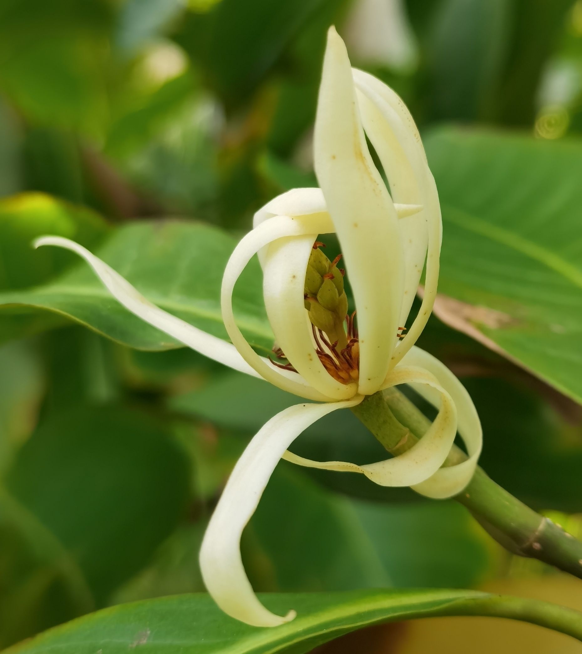 【首发】白兰花