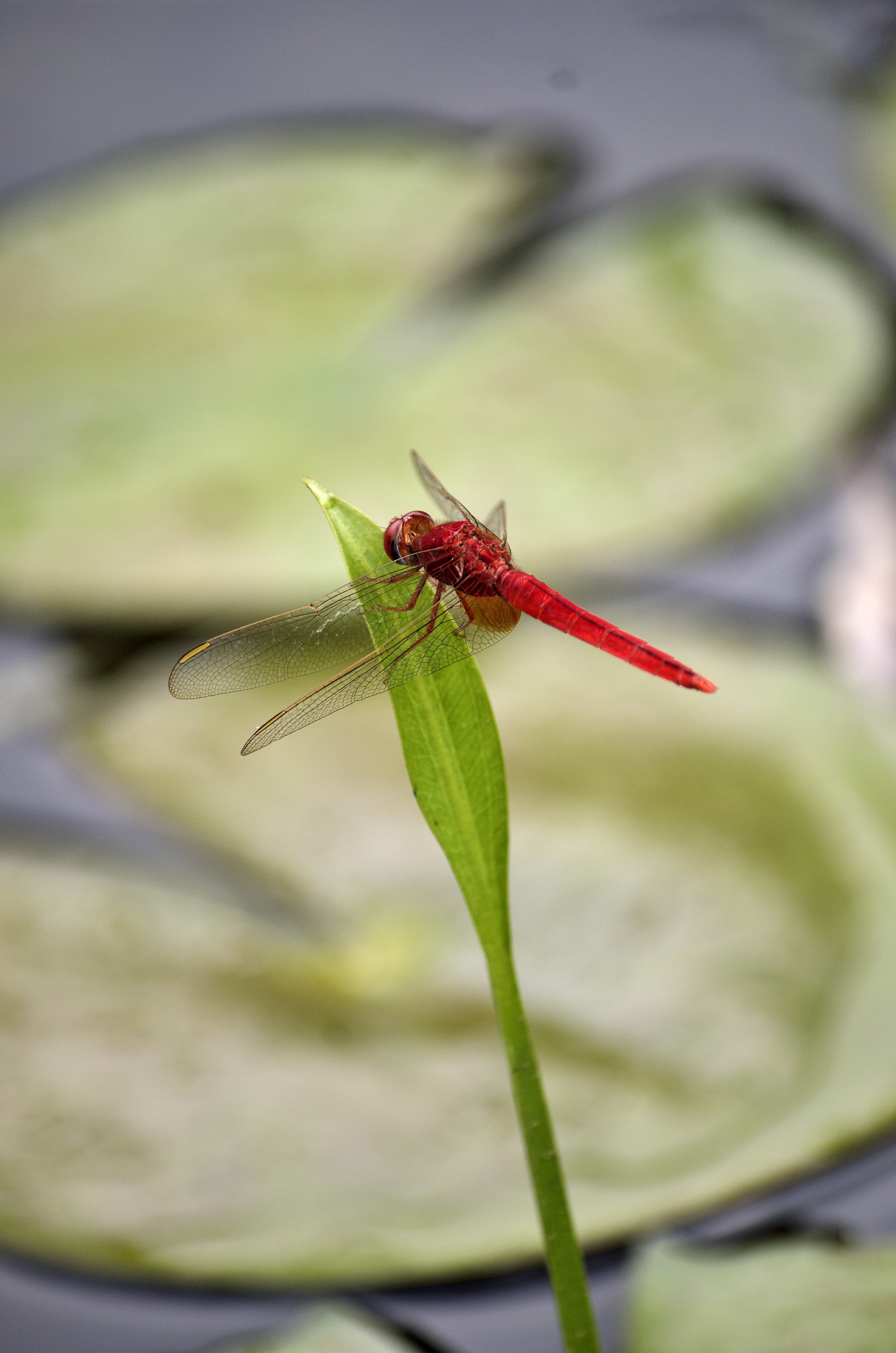 蜻蜓(首发)