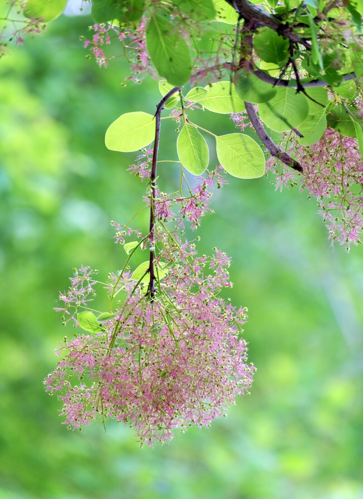 【首发】黄栌花