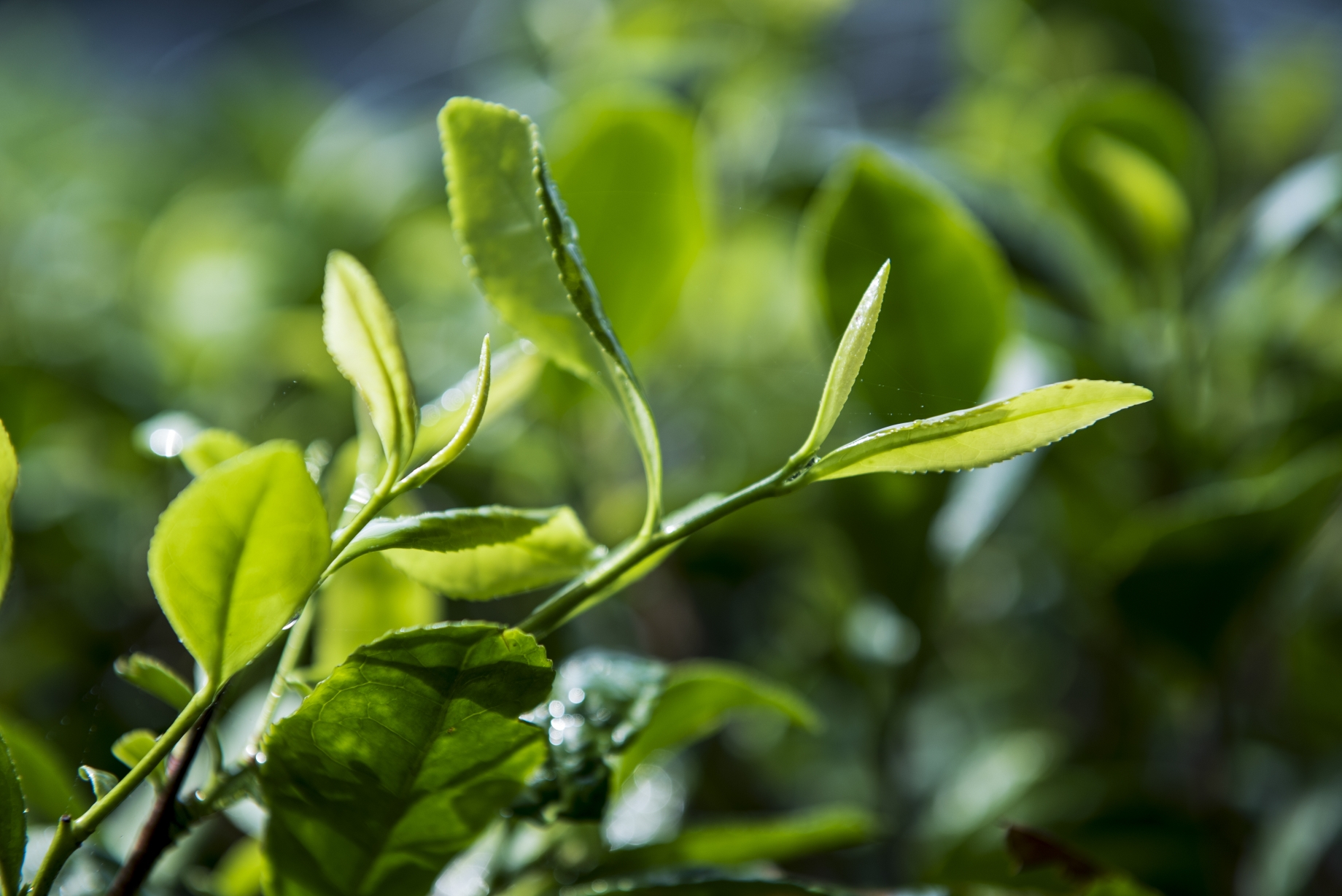 走近泰山茶溪谷