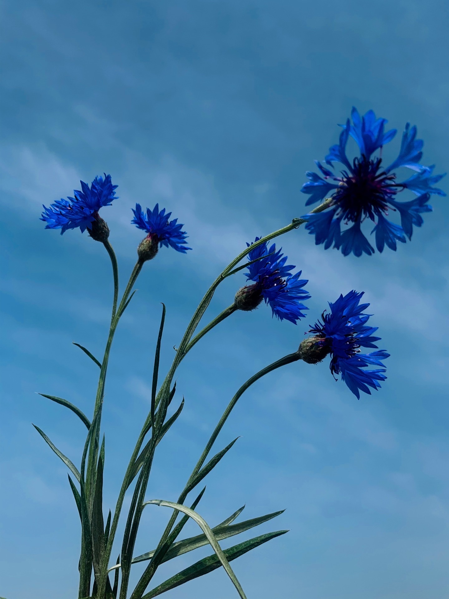 【首发】蓝色矢车菊