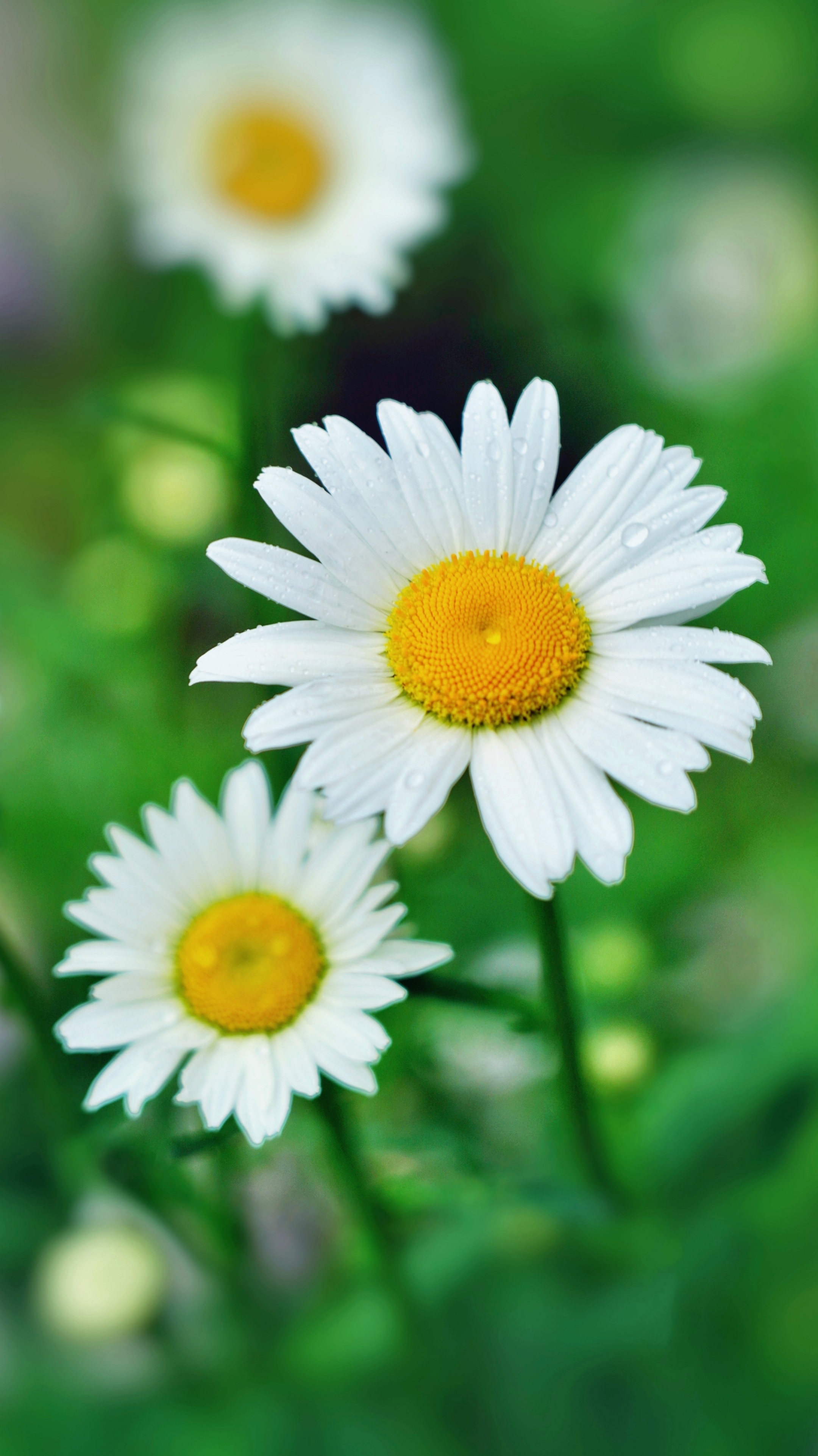 原创【首发】初夏的小清新*大滨菊