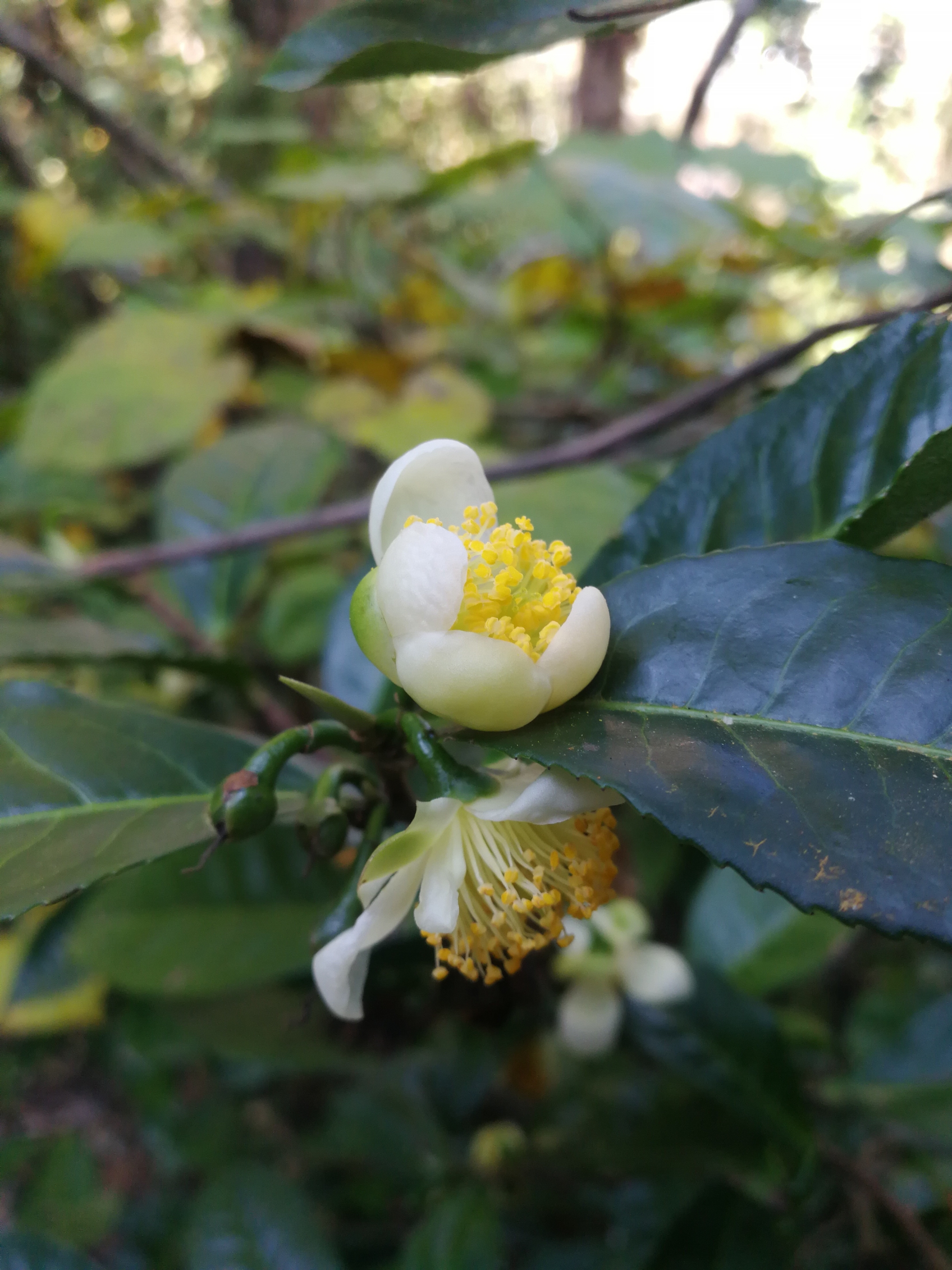 茶树是这样开花的