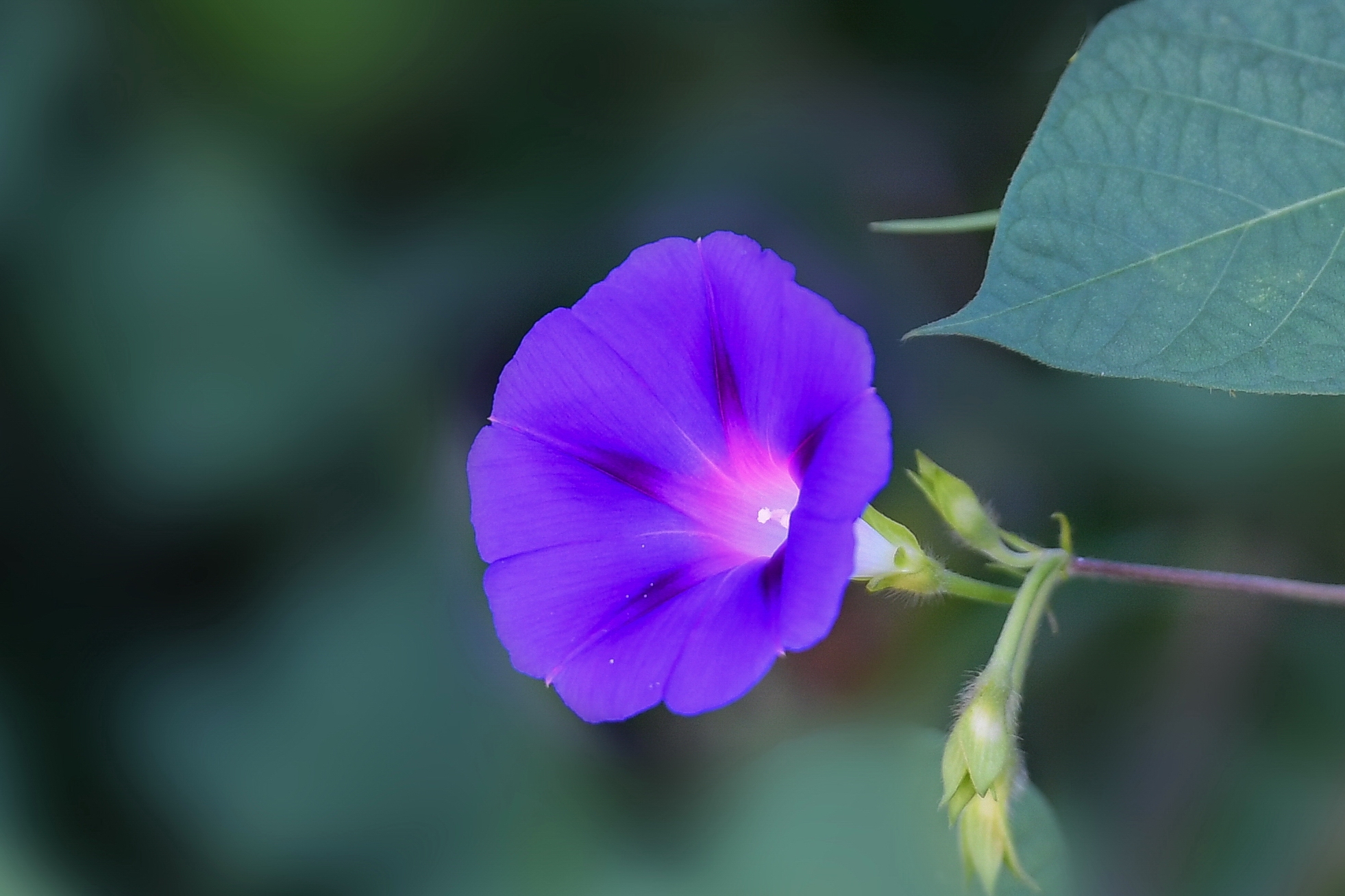 牵牛花,别名:喇叭花,还有个俗名叫勤娘子,它在夏末秋初的清晨太阳