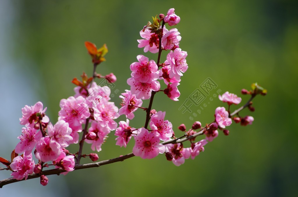 梅花