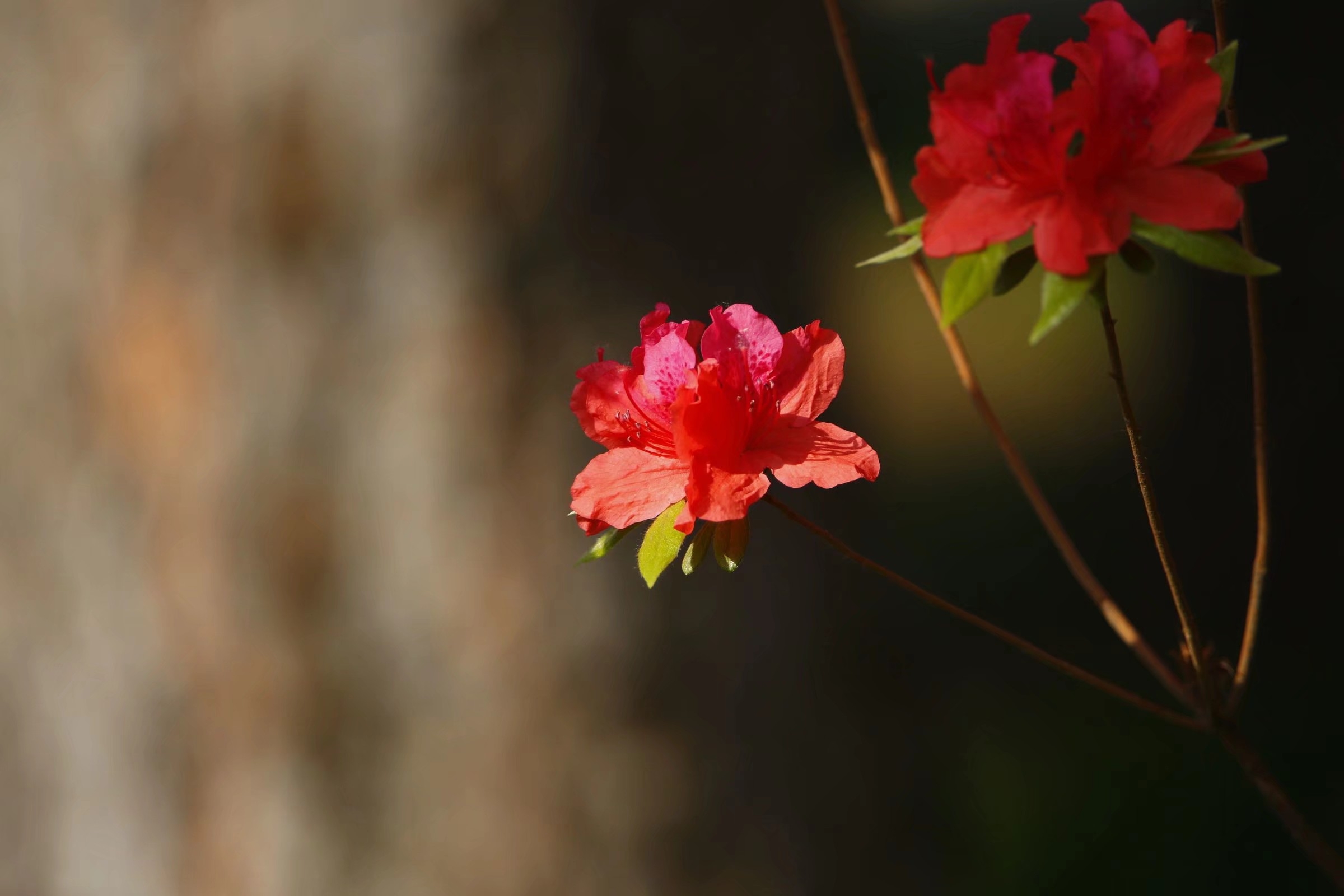 杜鹃花