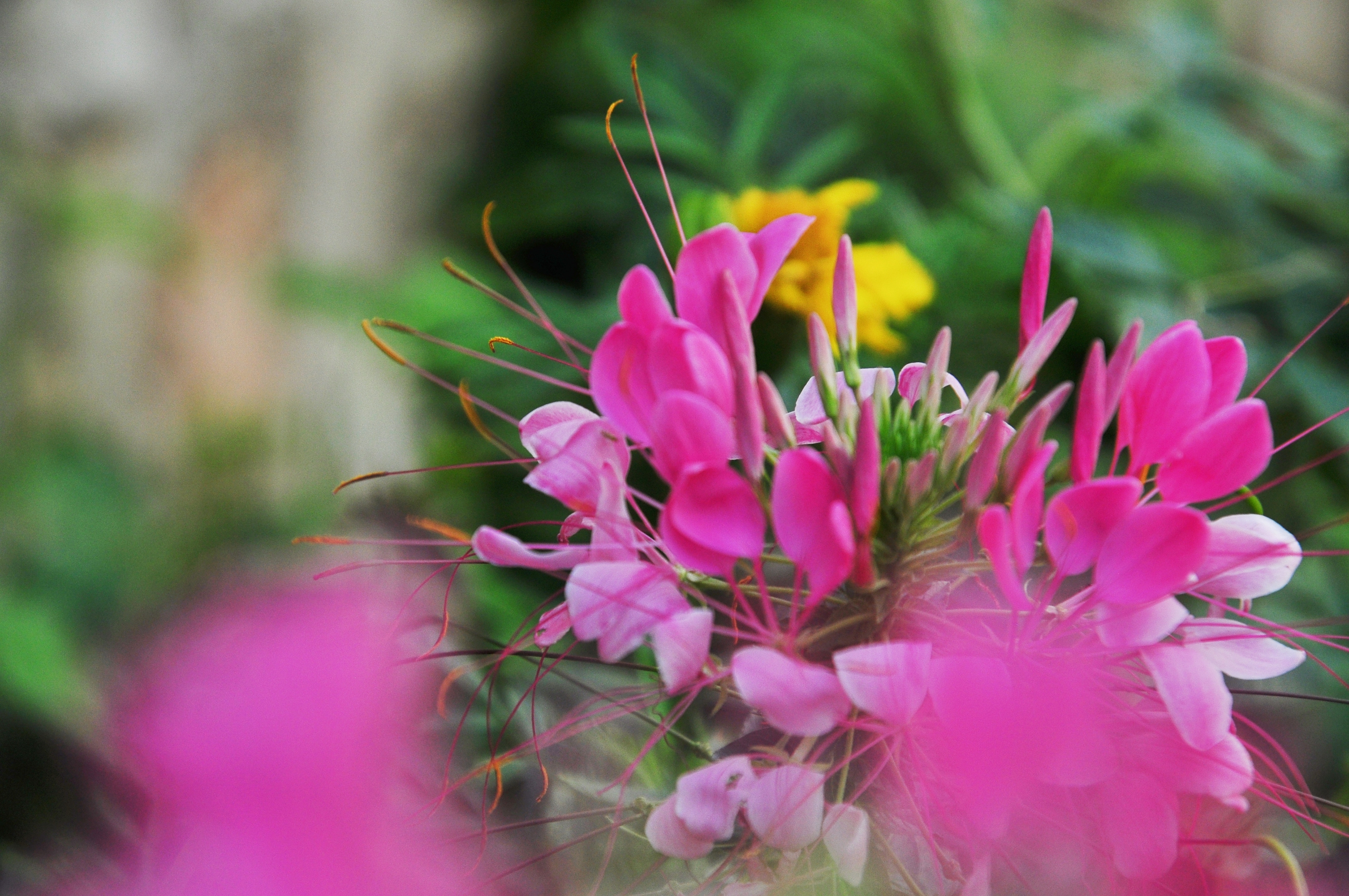 醉蝶花