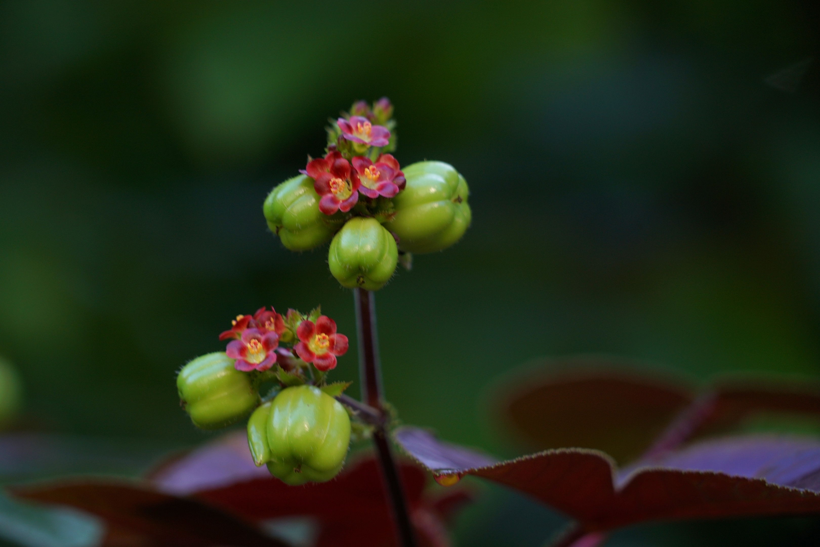 棉叶珊瑚花与果3