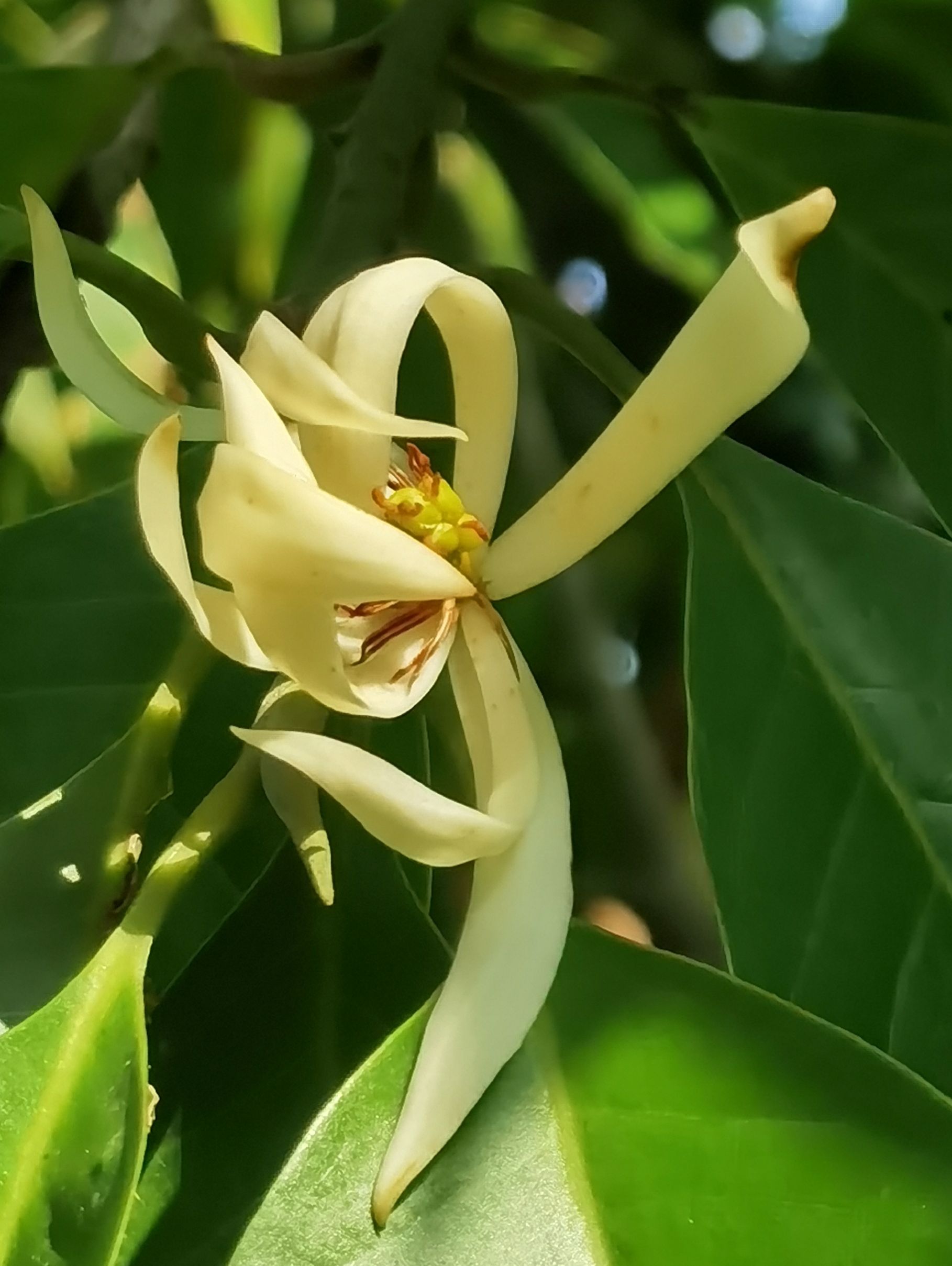 【首发】白兰花