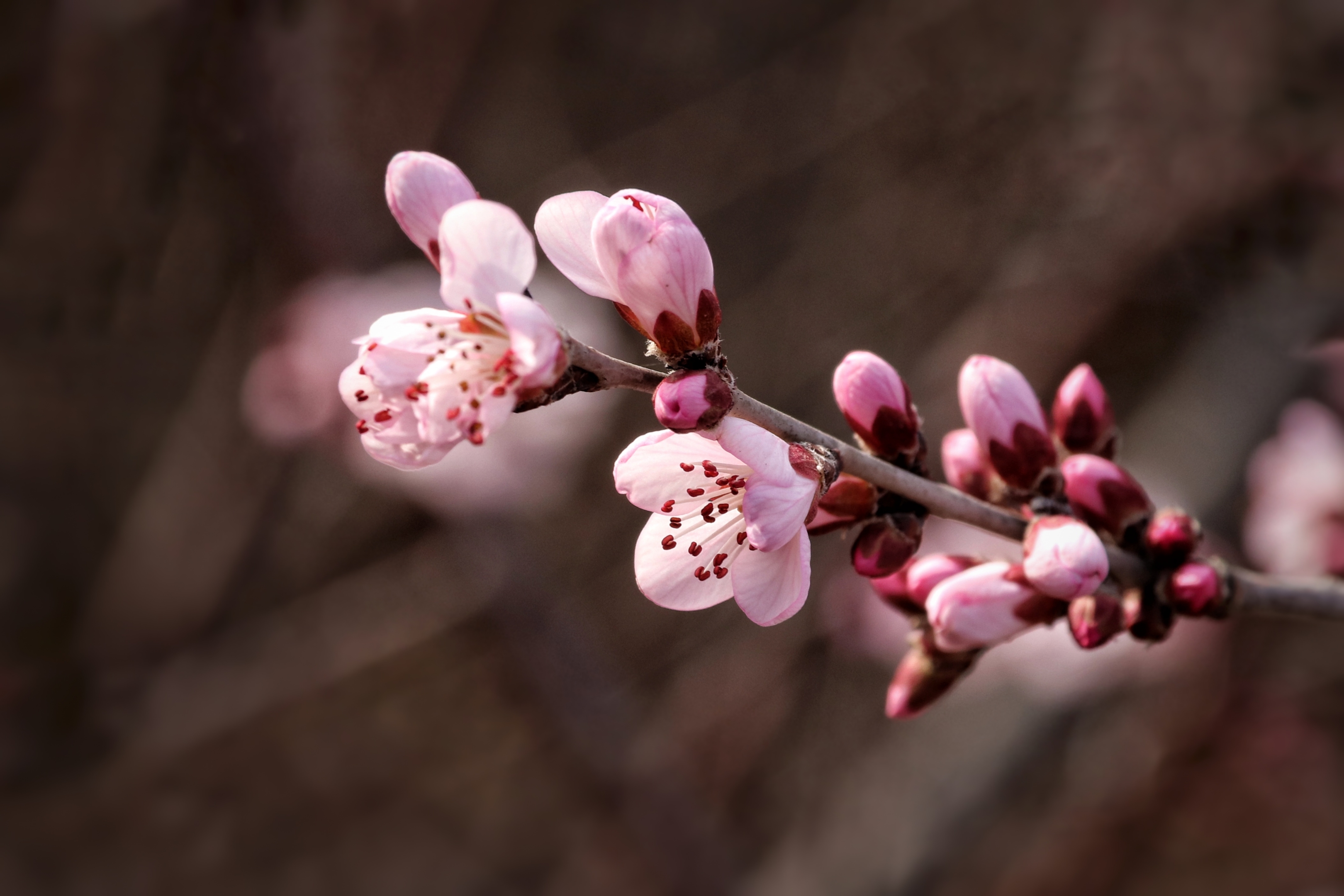 山桃花