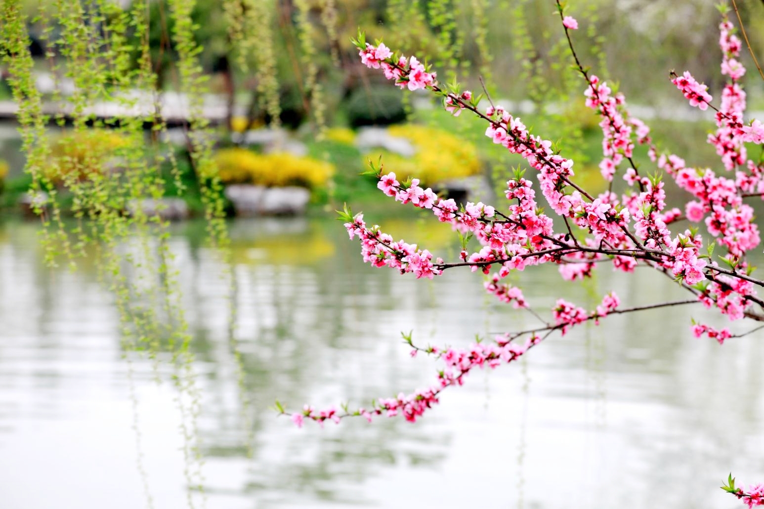 竹外桃花三两枝,春江水暖鸭先知.萎蒿满地芦芽短,正是河豚欲上时.