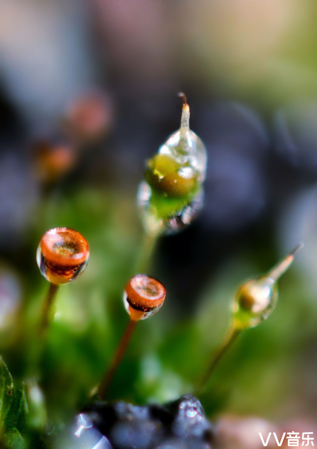 苔花