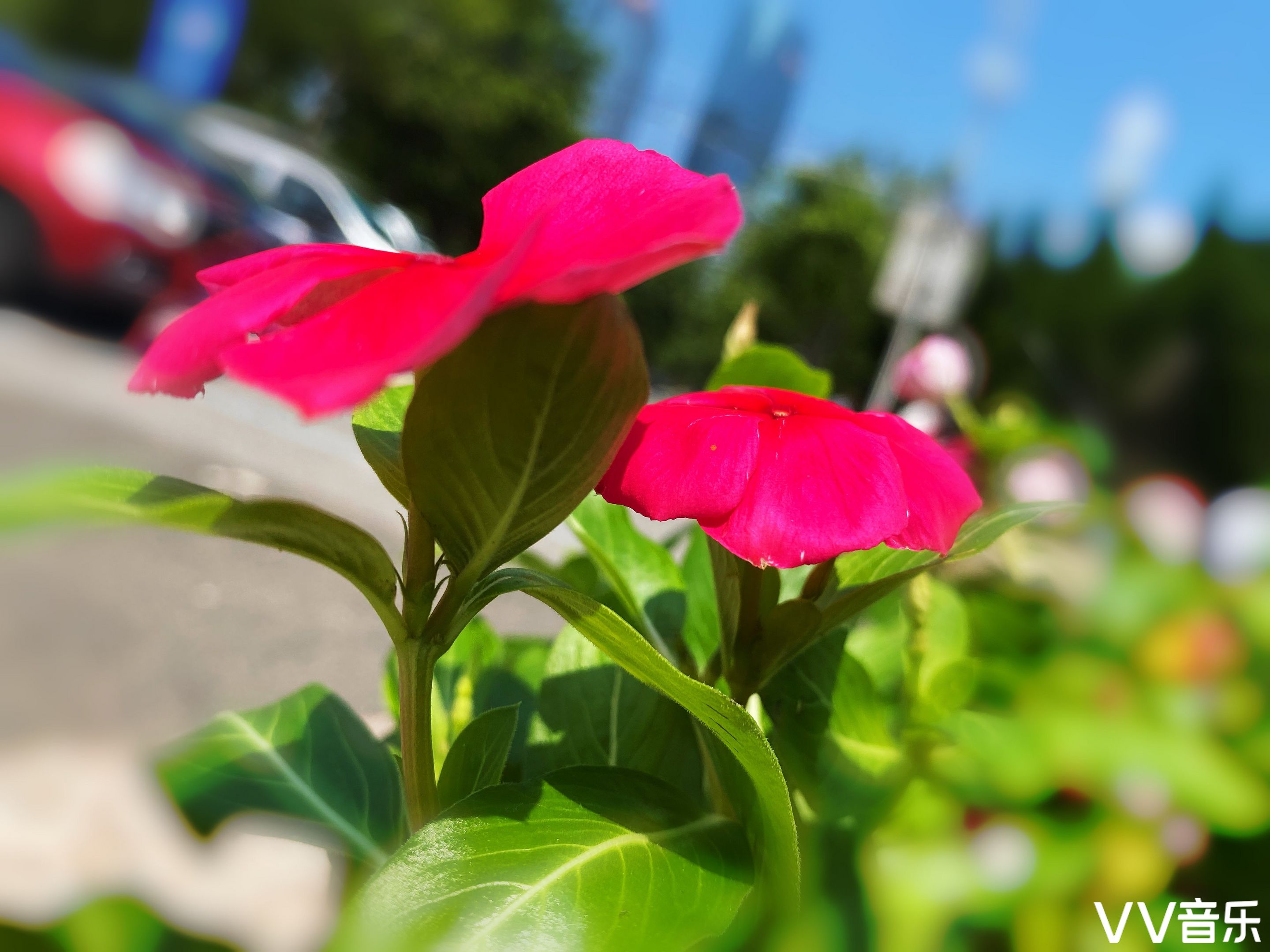 蔓长春花