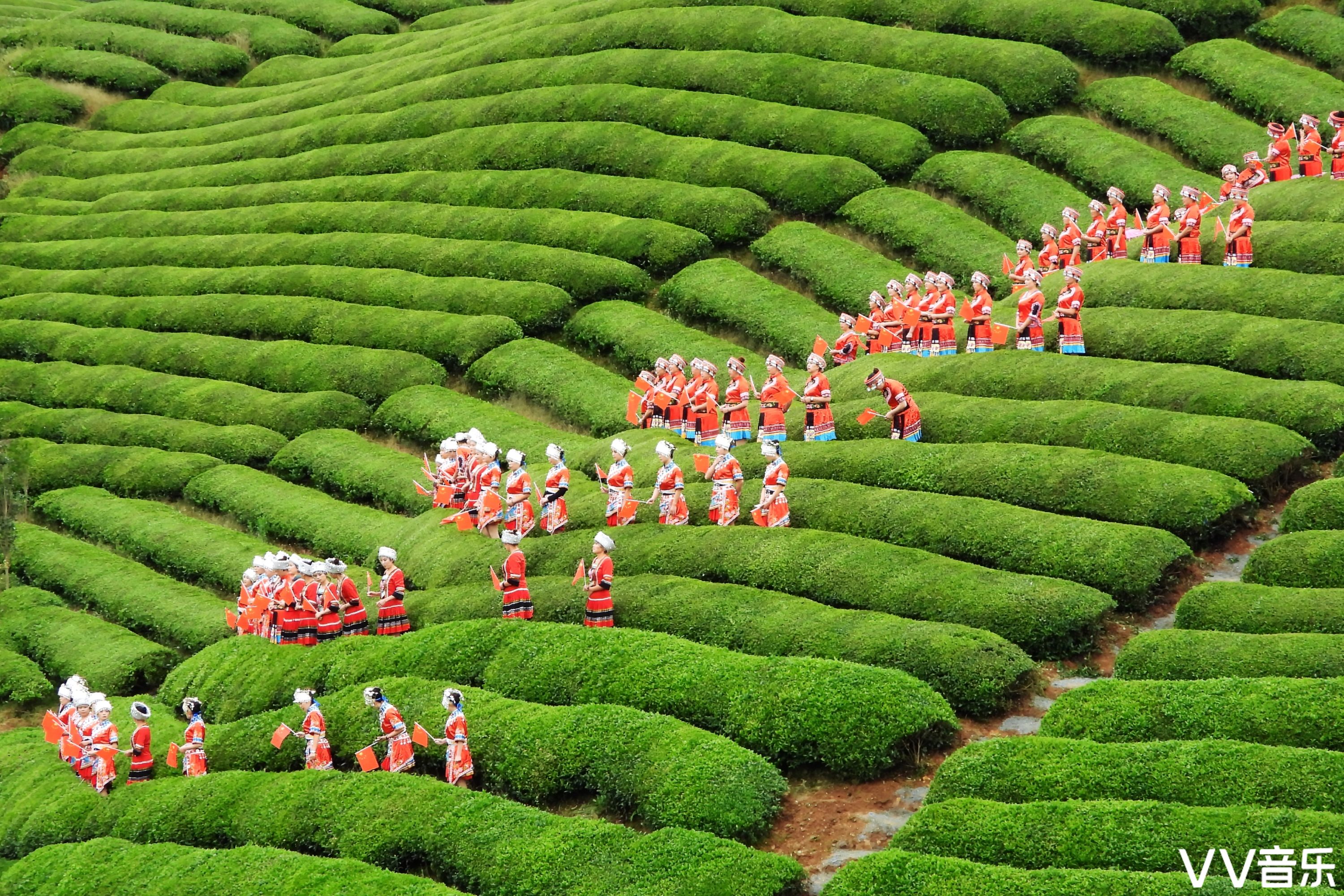 中国最美茶园木耳山