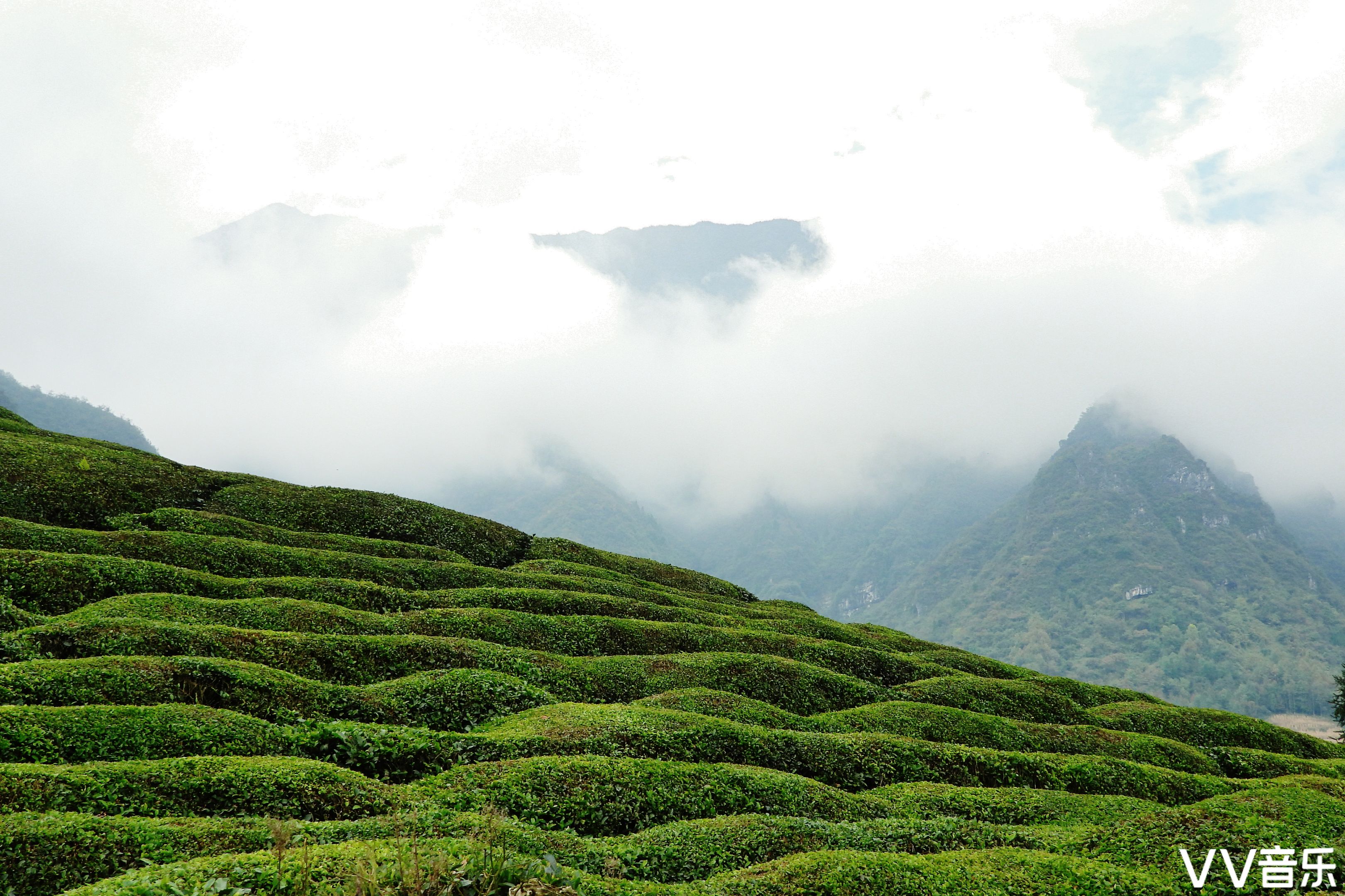 中国最美茶园木耳山