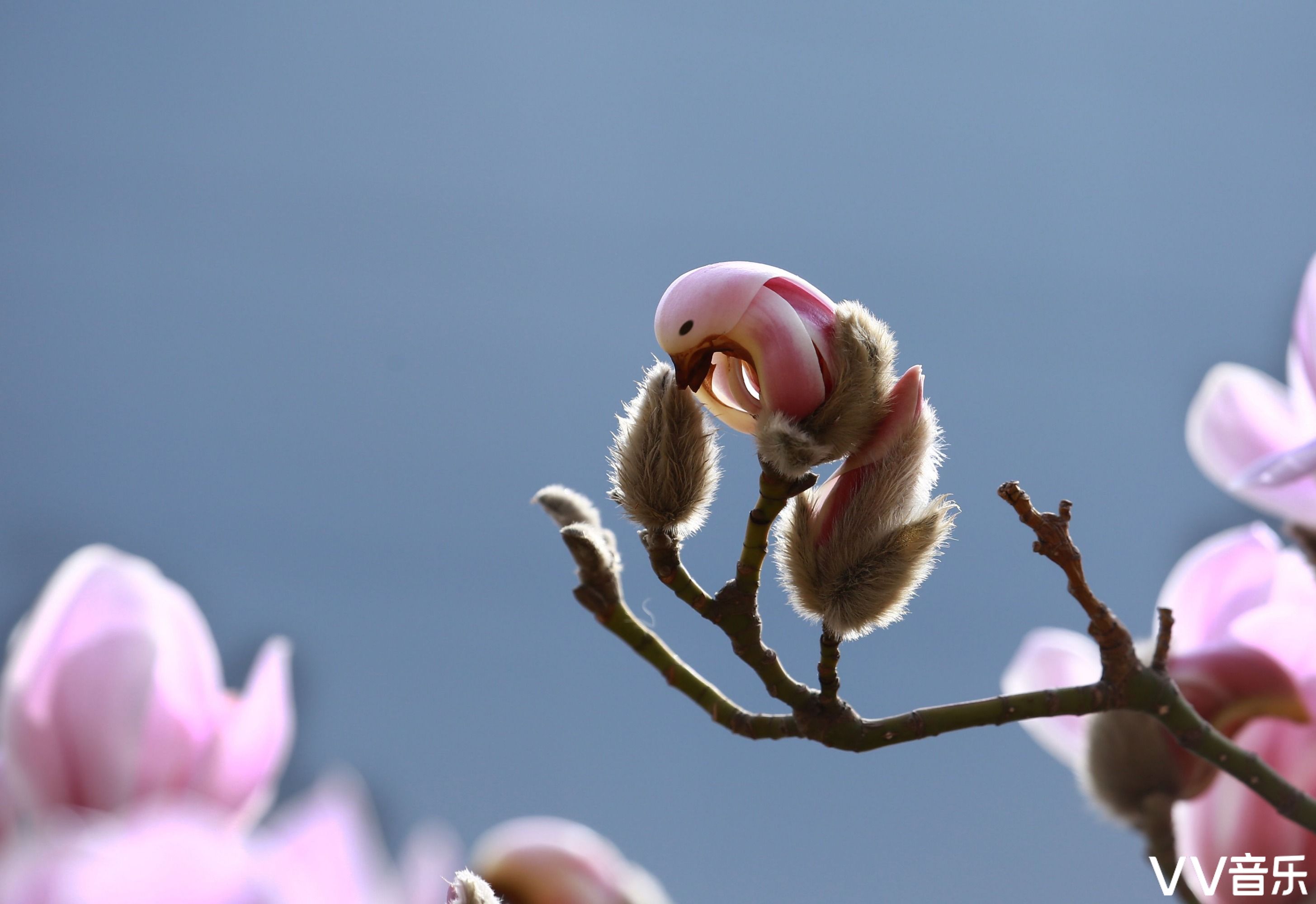 花宝宝