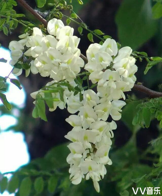 又是一年槐花季 风儿飘来槐花香