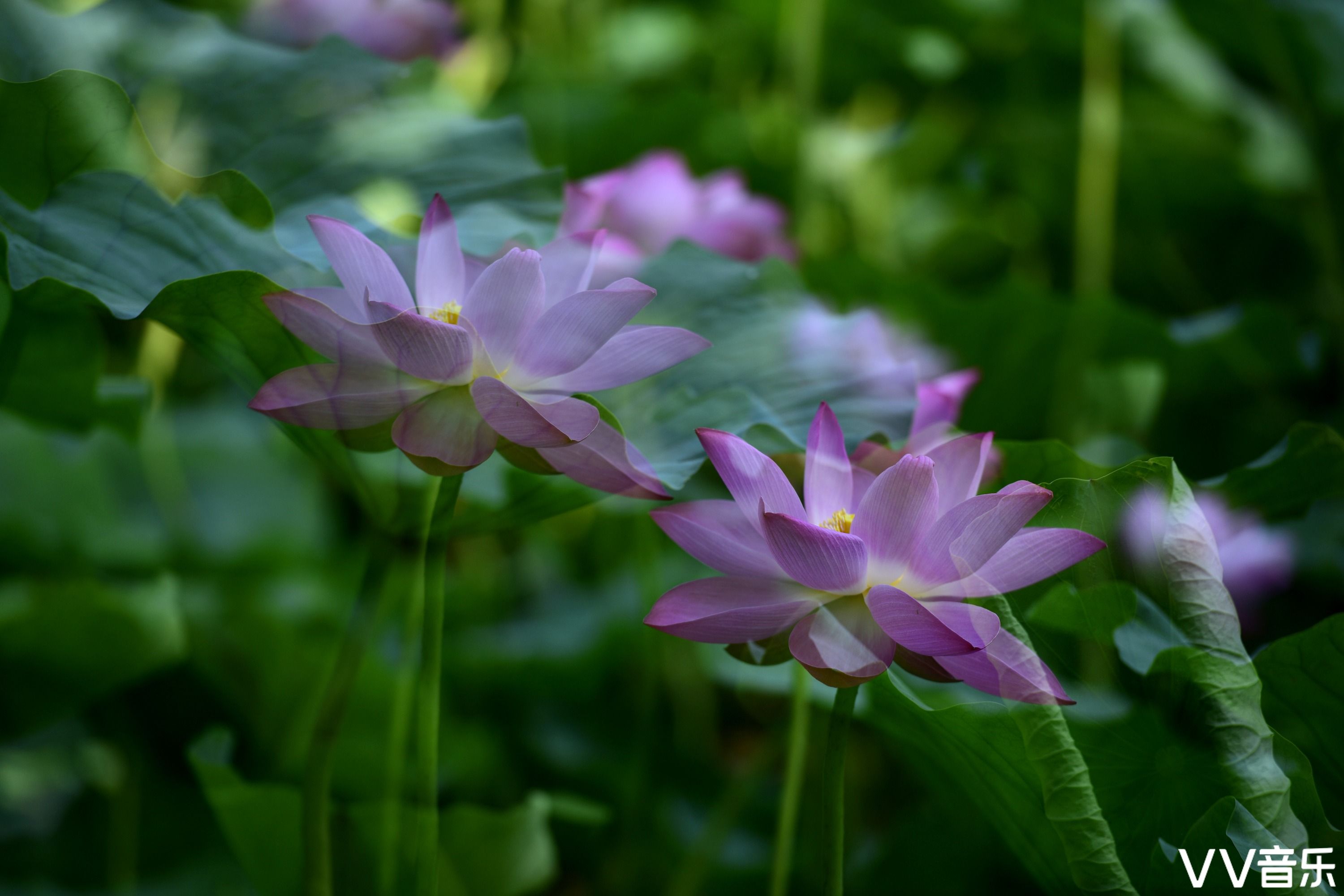 二次曝光 慢门摇拍,拍出你的梦幻荷花