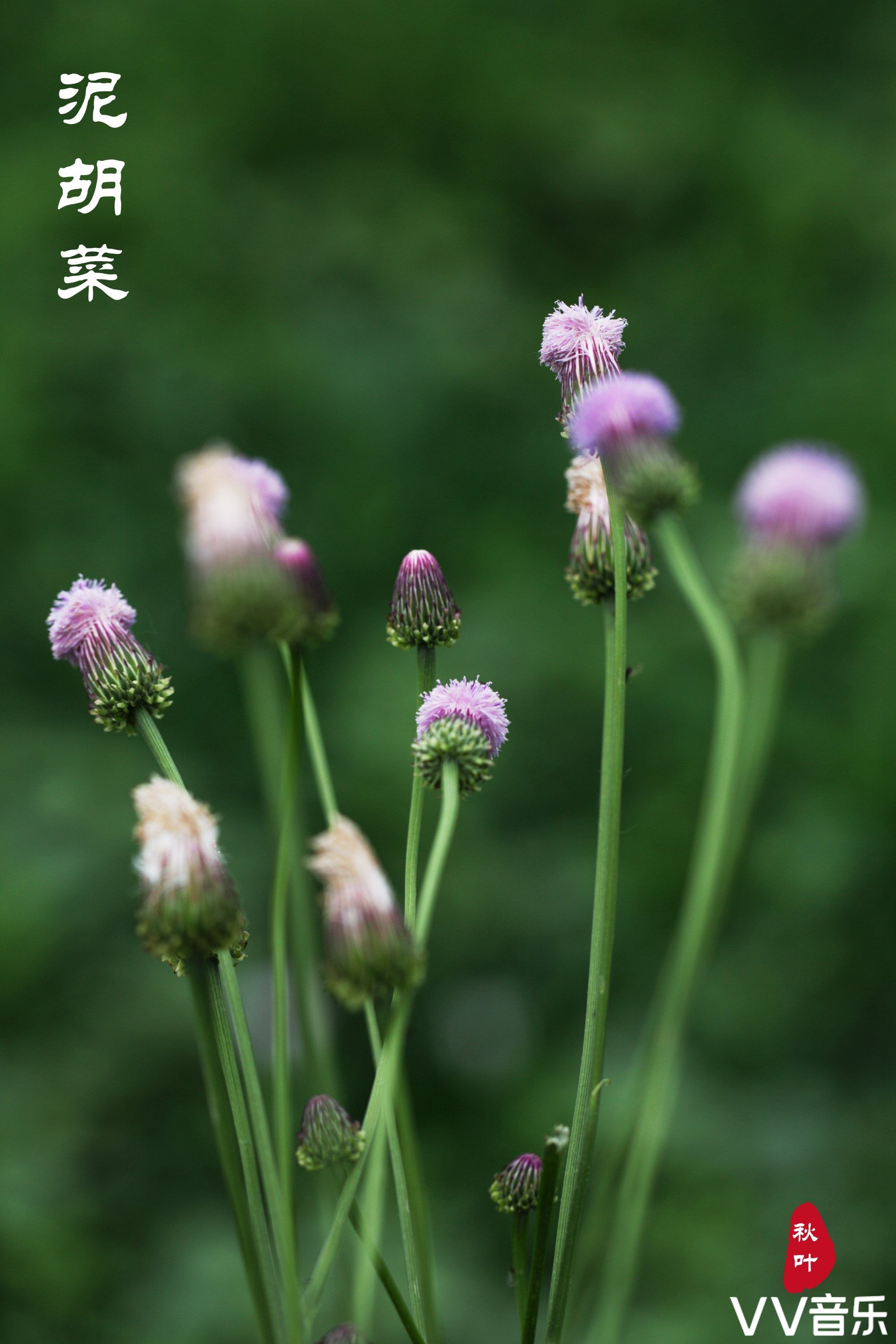 来自泥胡菜那默默的爱!