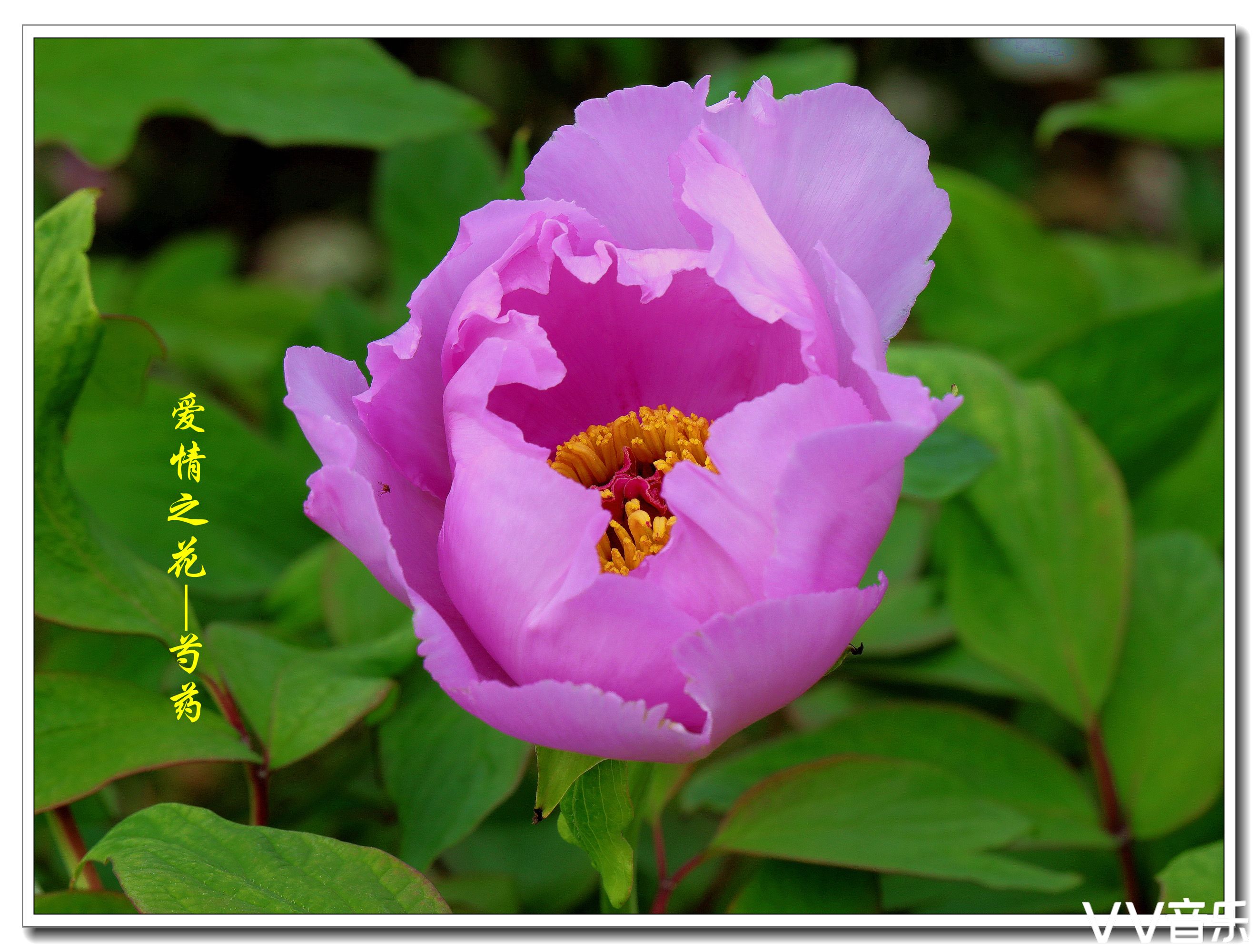 花半开最美