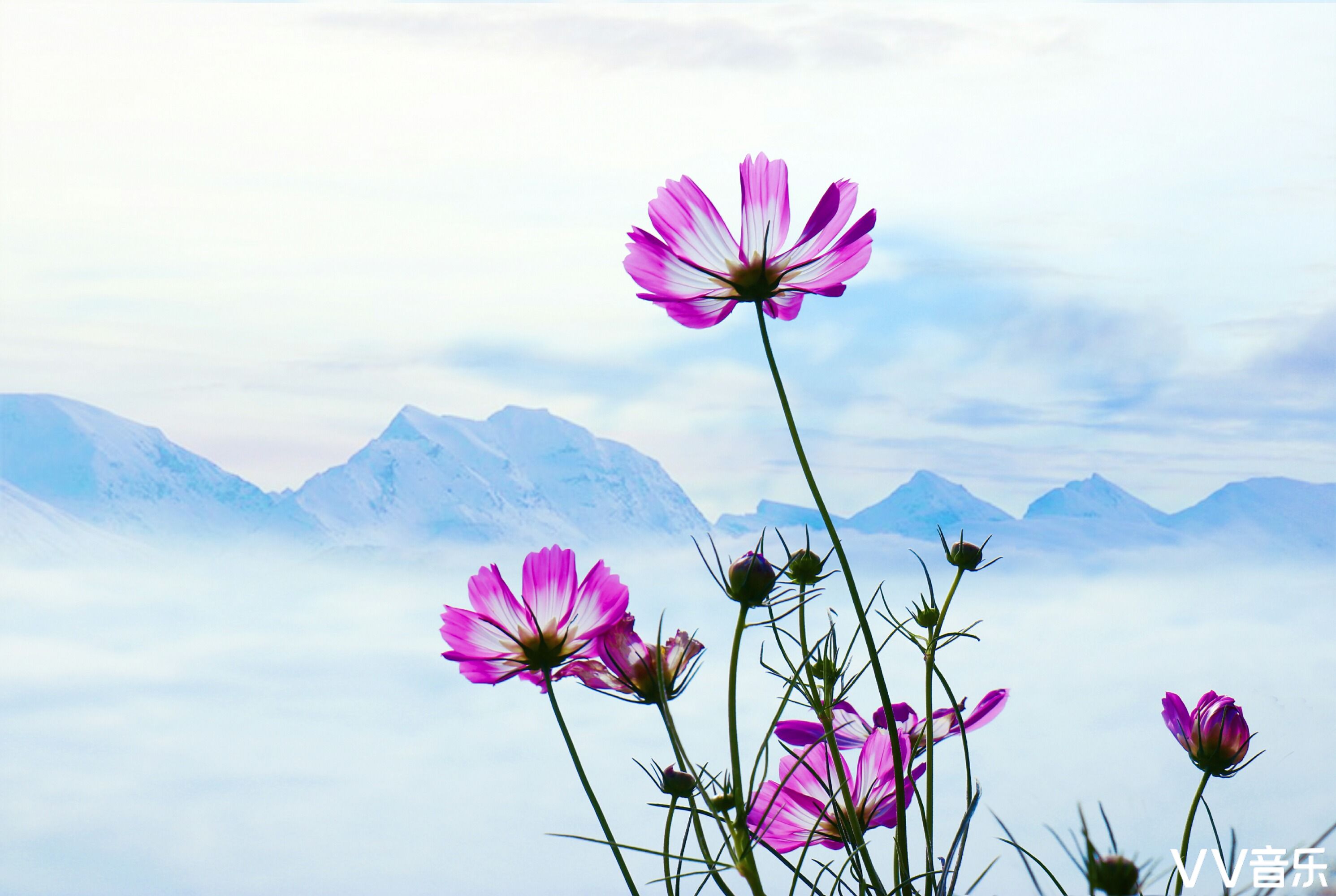 寻找格桑花