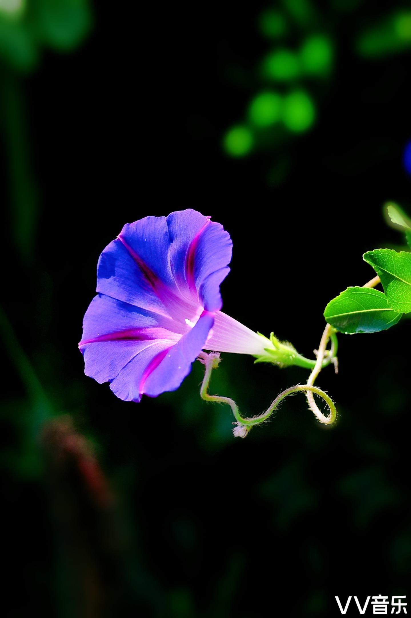 牵牛花,别名:喇叭花,还有个俗名叫勤娘子,它在夏末秋初的清晨太阳