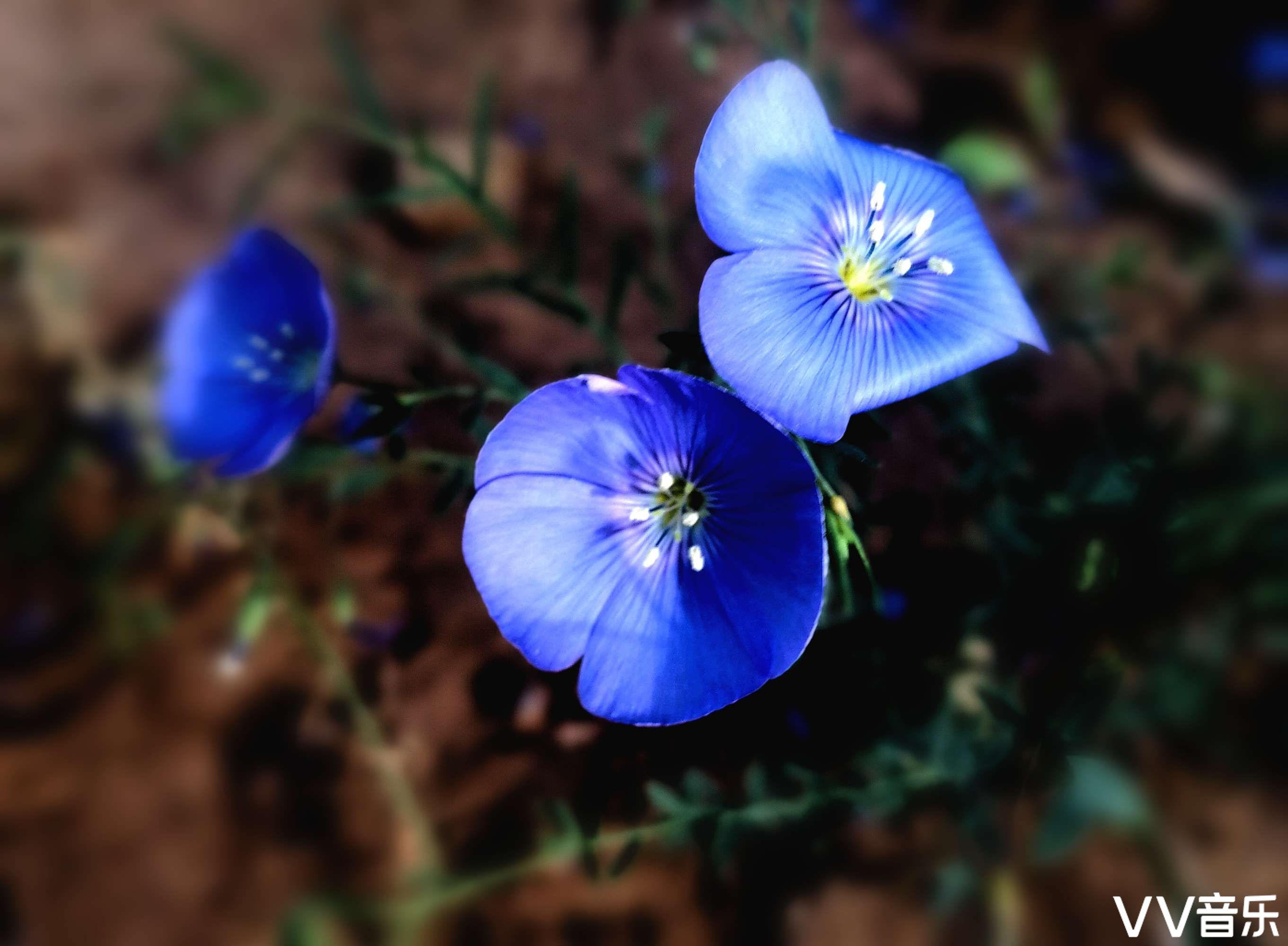 亚麻花