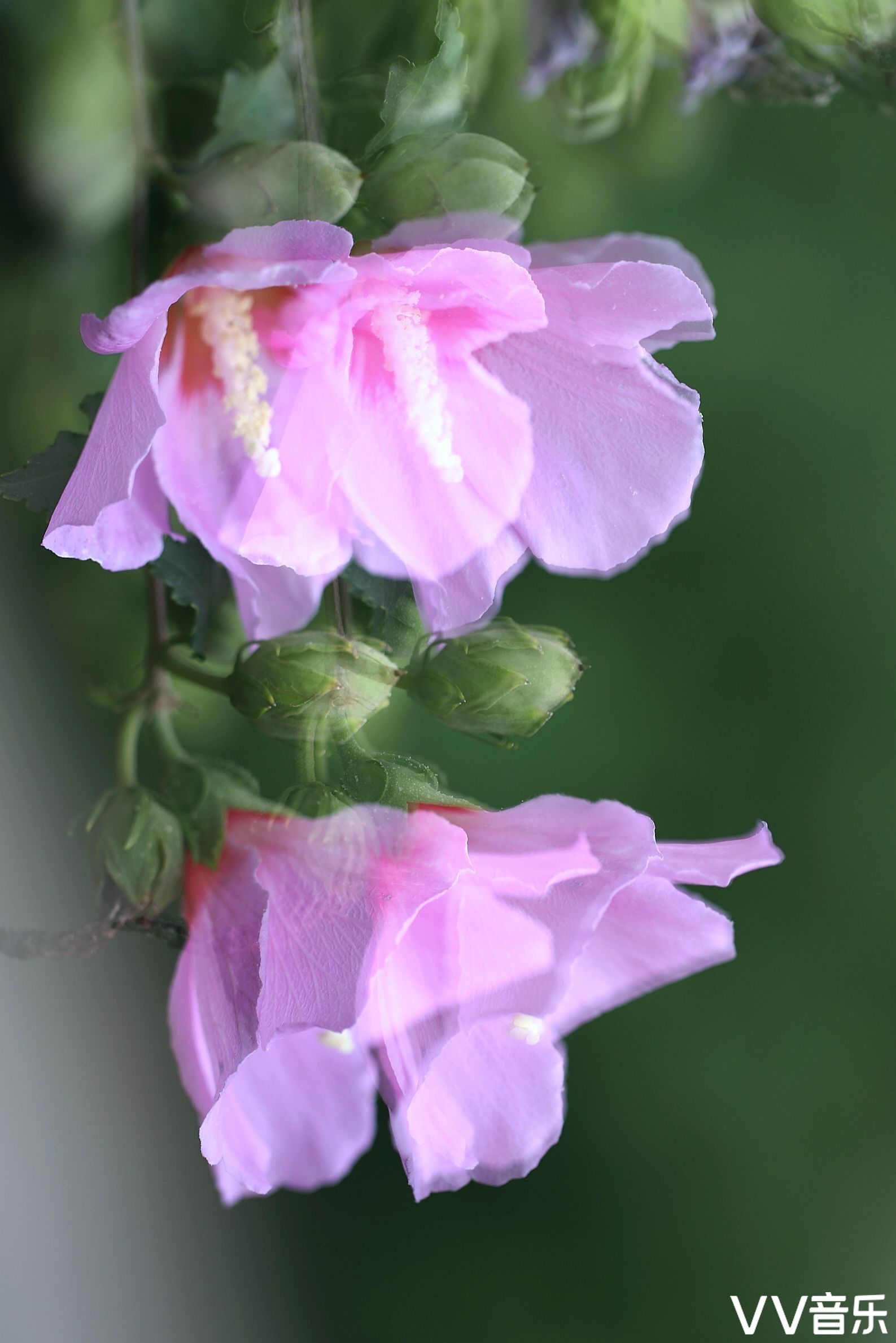朝开暮落木槿花