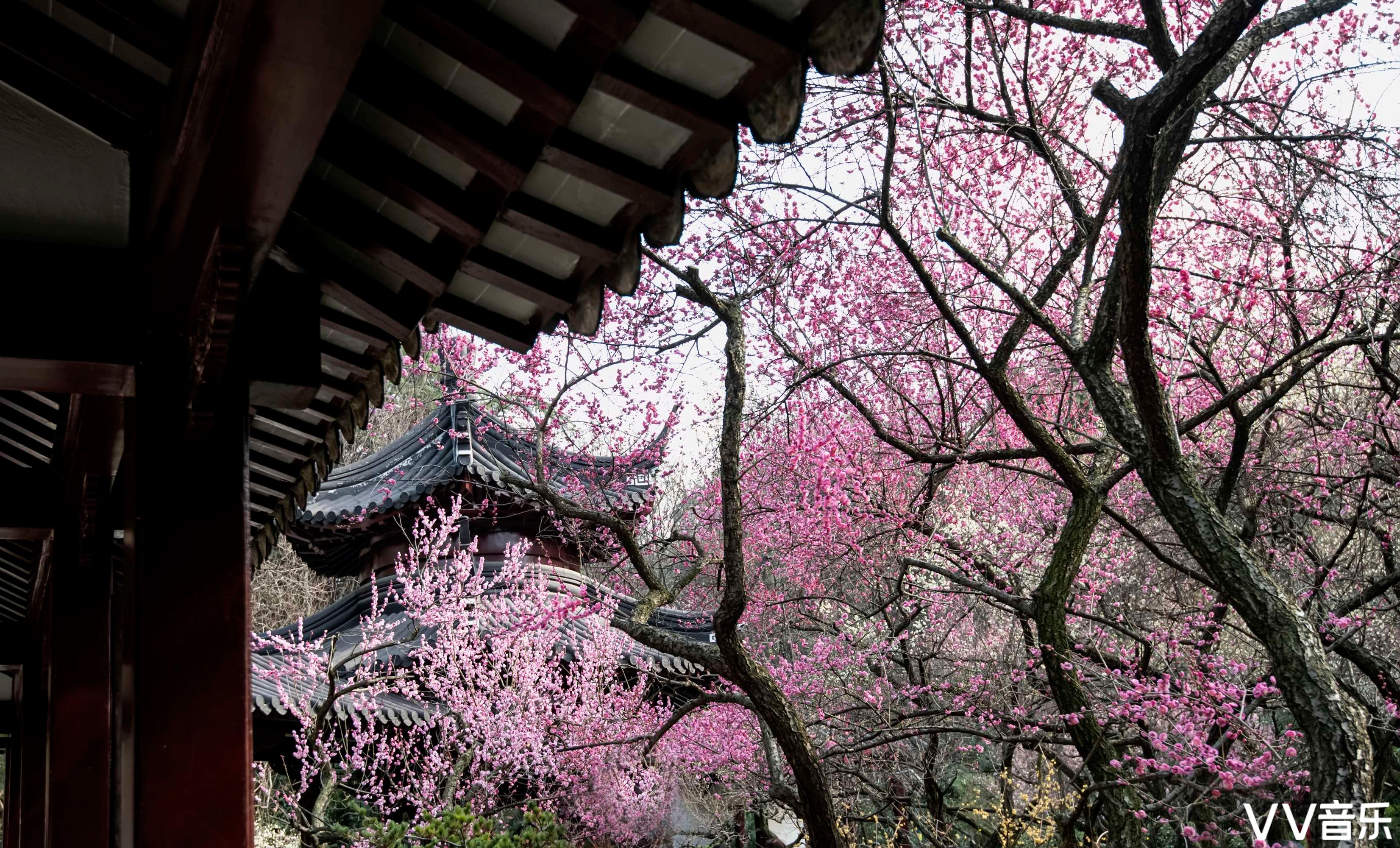 梅花