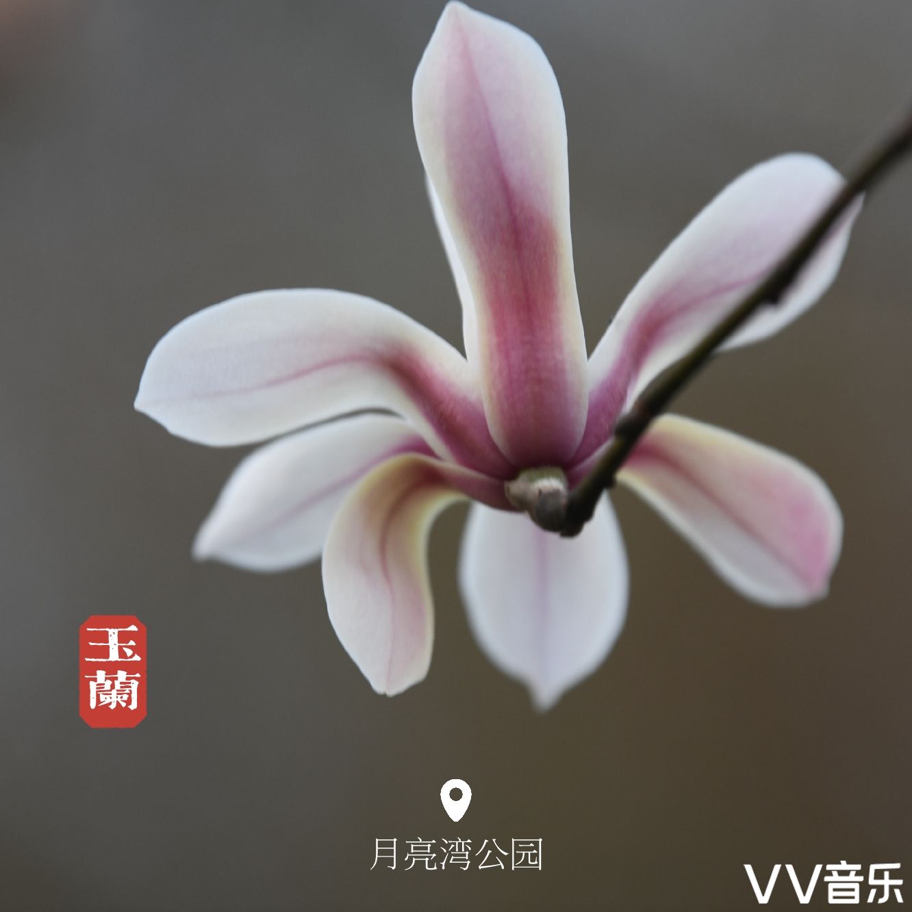 花开未满的春天,你是否喜欢?