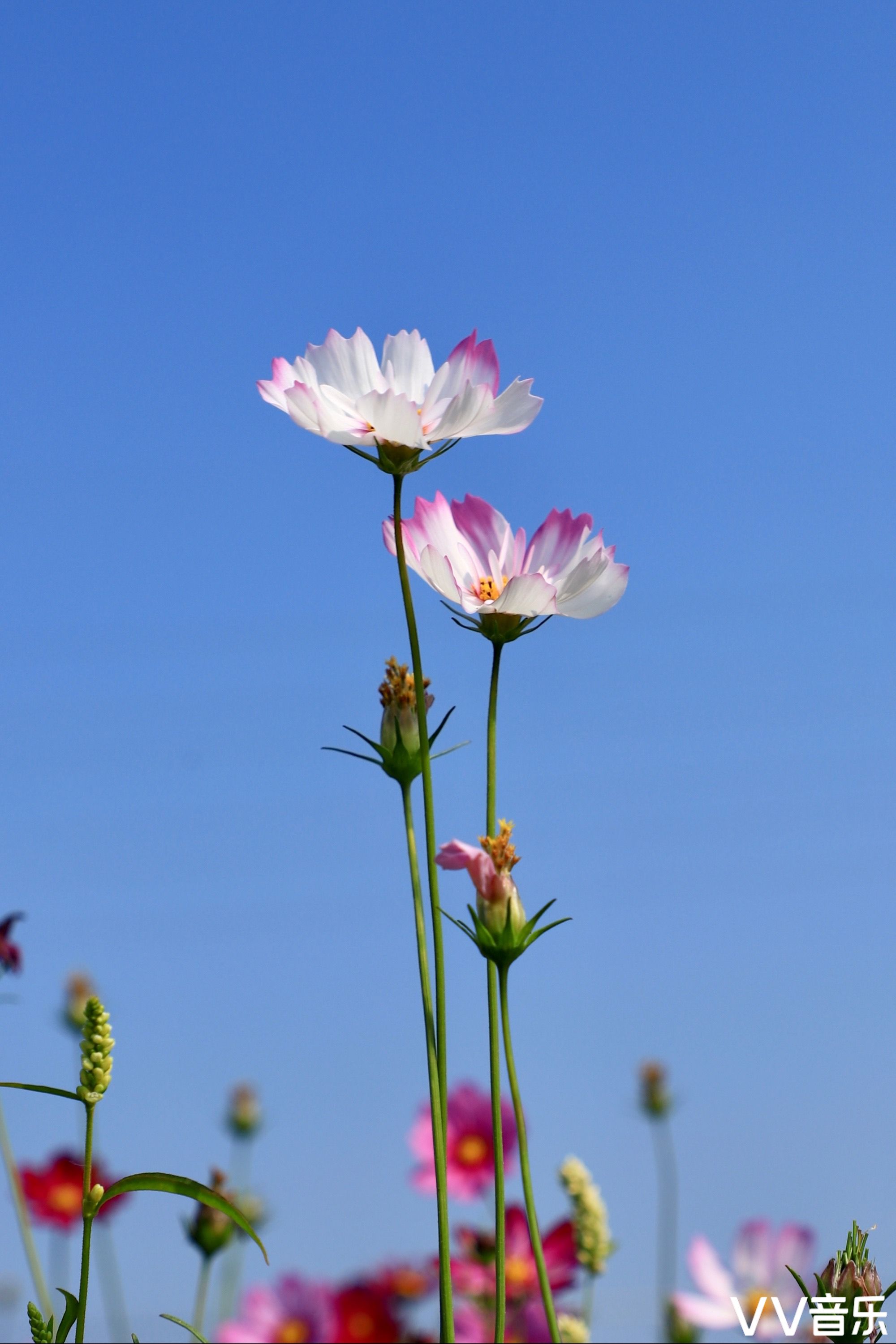 格桑花