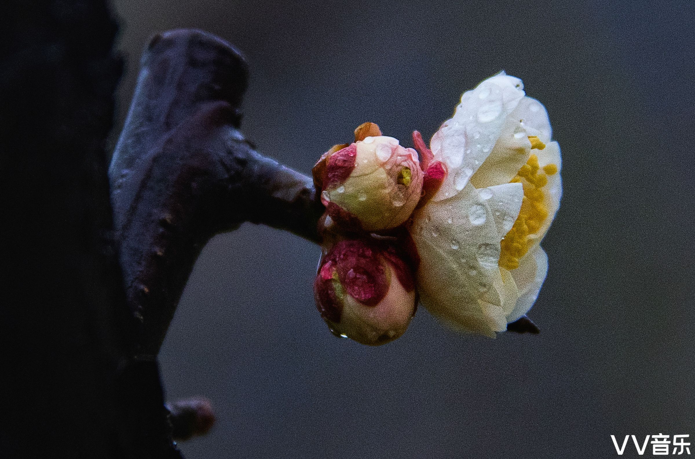 遥知不是雪,为有暗香来-雨中梅花