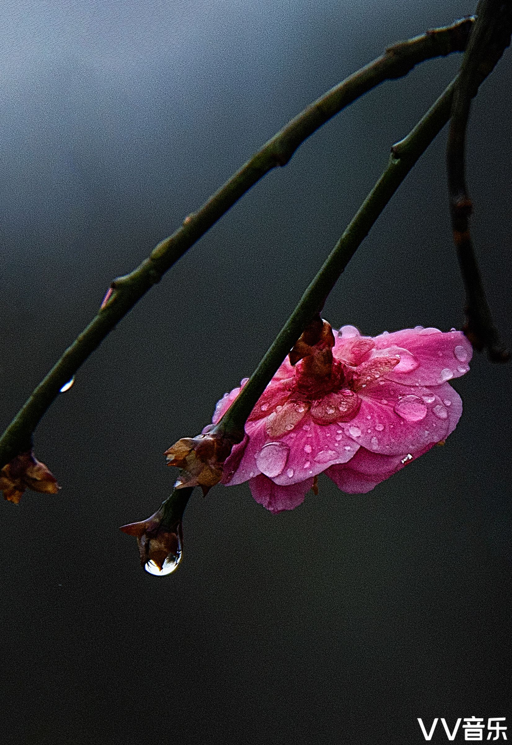 遥知不是雪,为有暗香来-雨中梅花