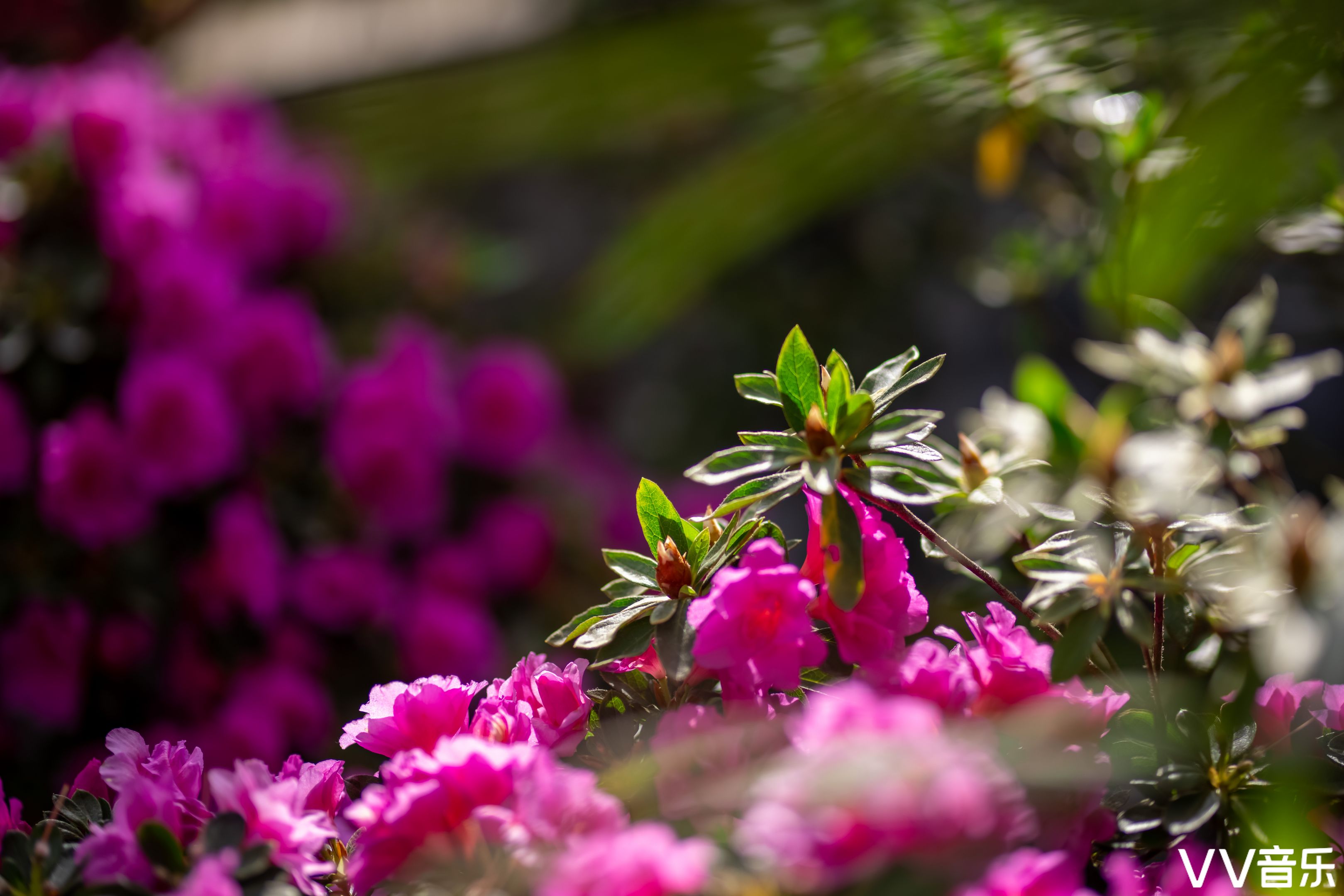 杜鹃花