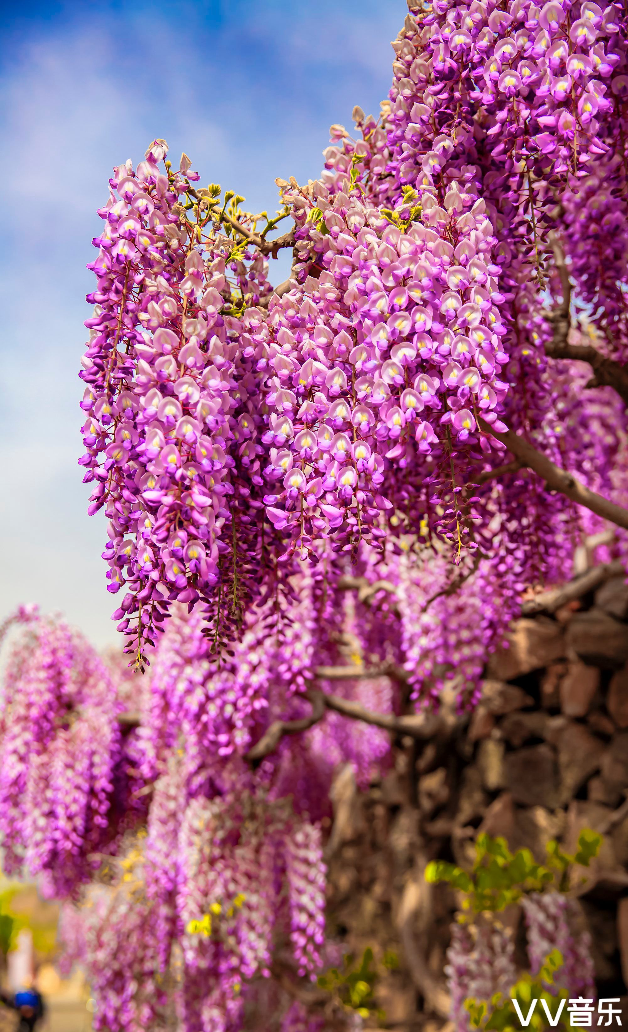 紫藤花