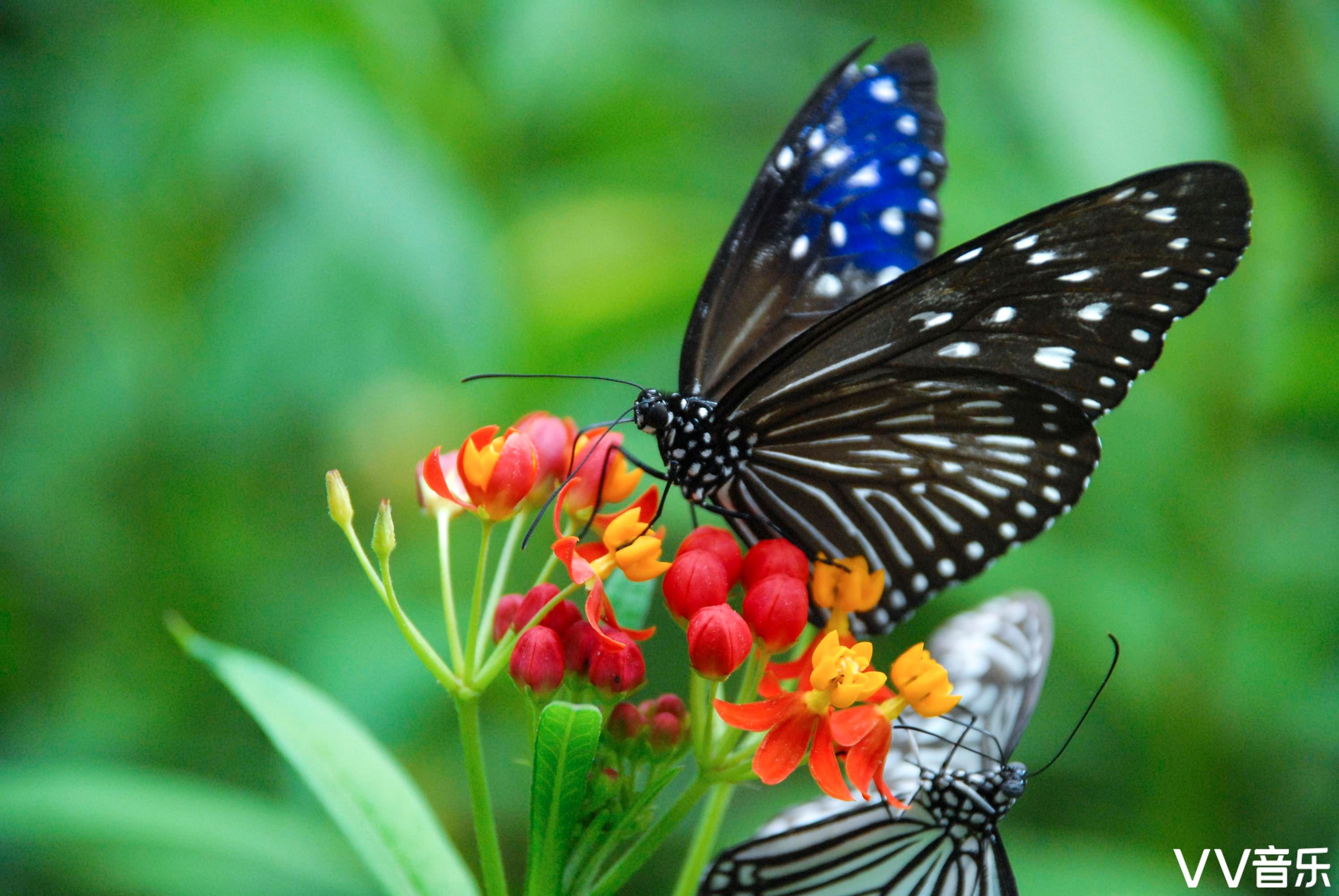《蝶恋花》 ·陈爱莲(机关10组)