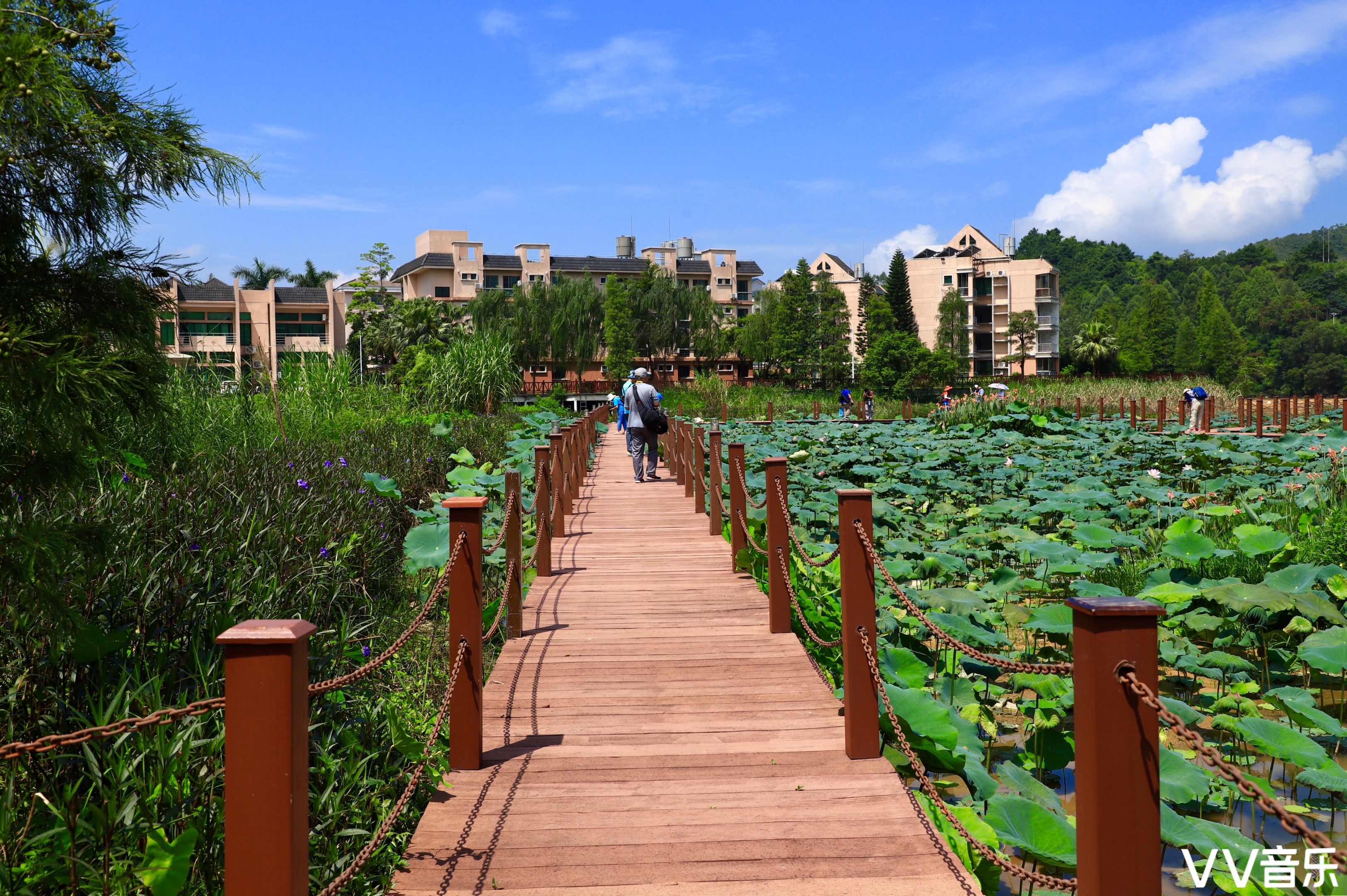 阳光明媚的鹤鸣洲湿地公园