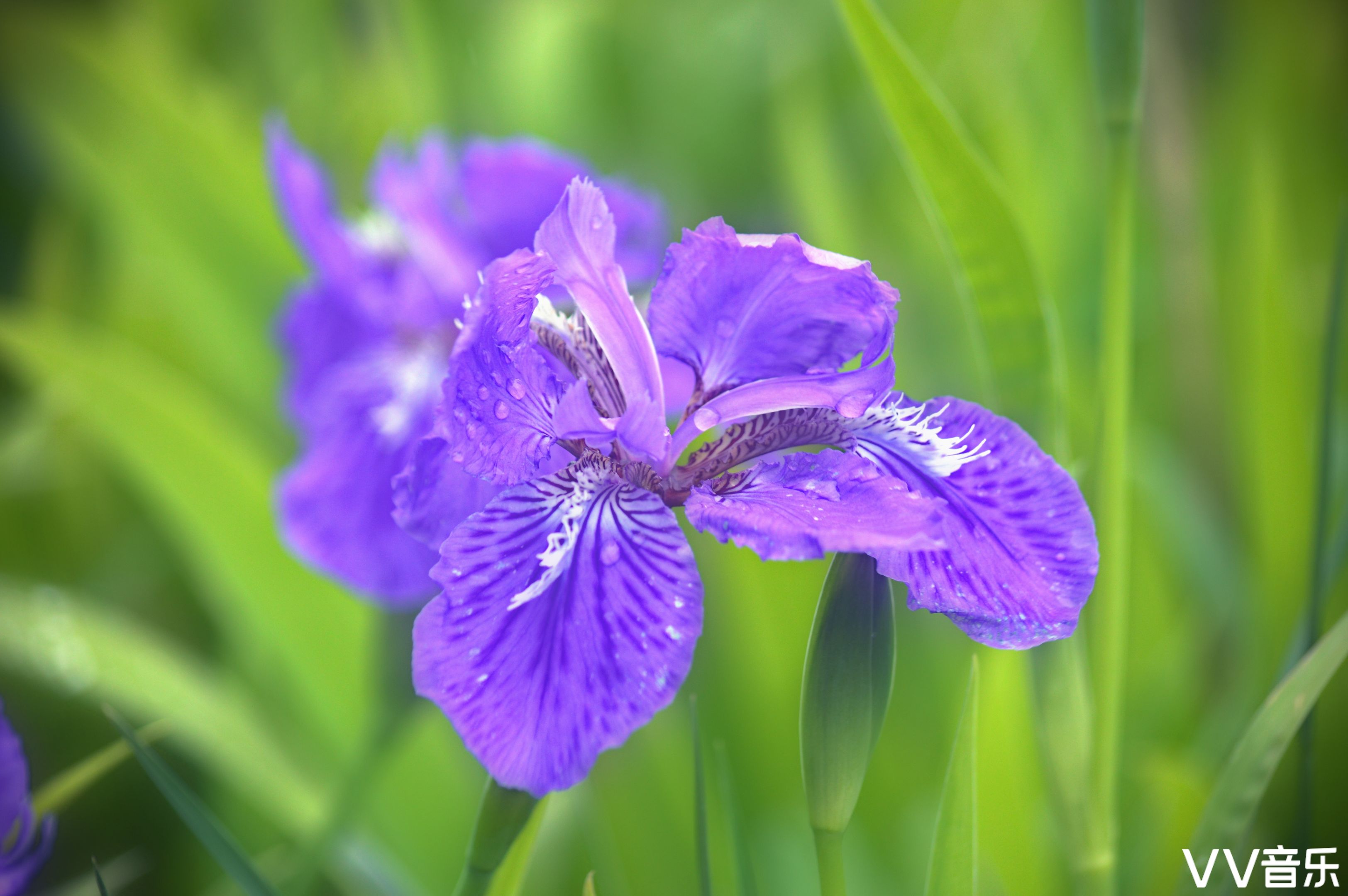 鸢尾花