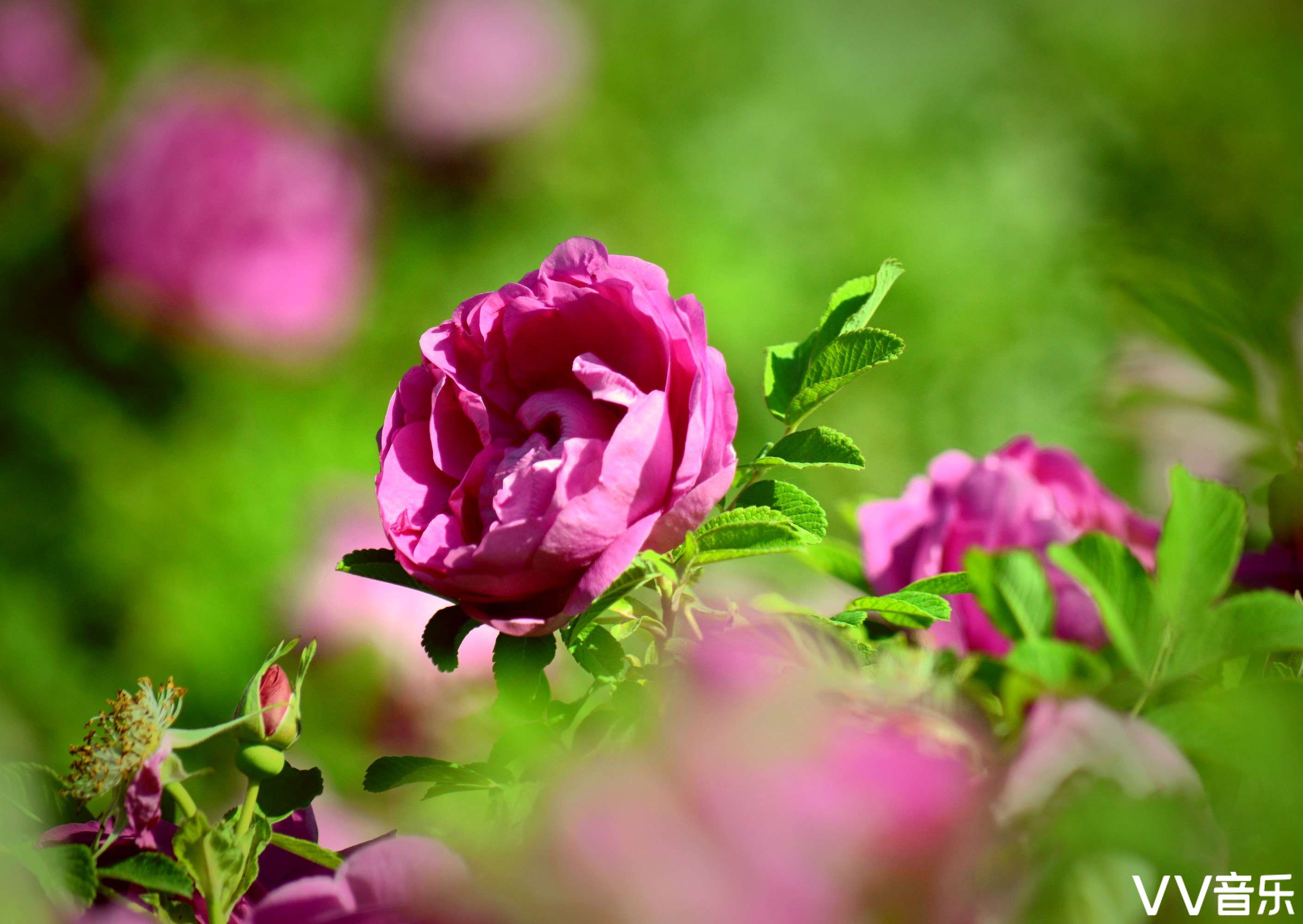 蔷薇花