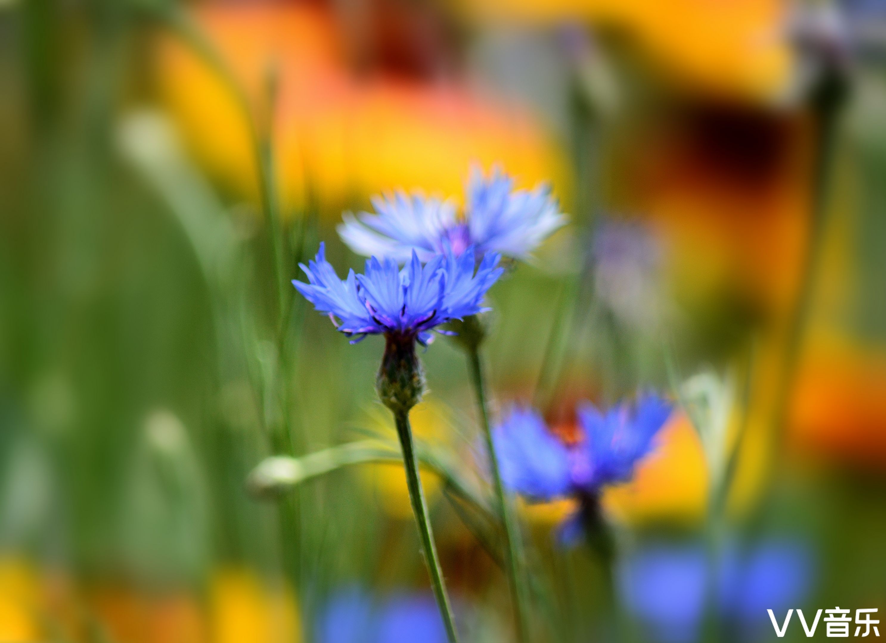 蓝花矢车菊