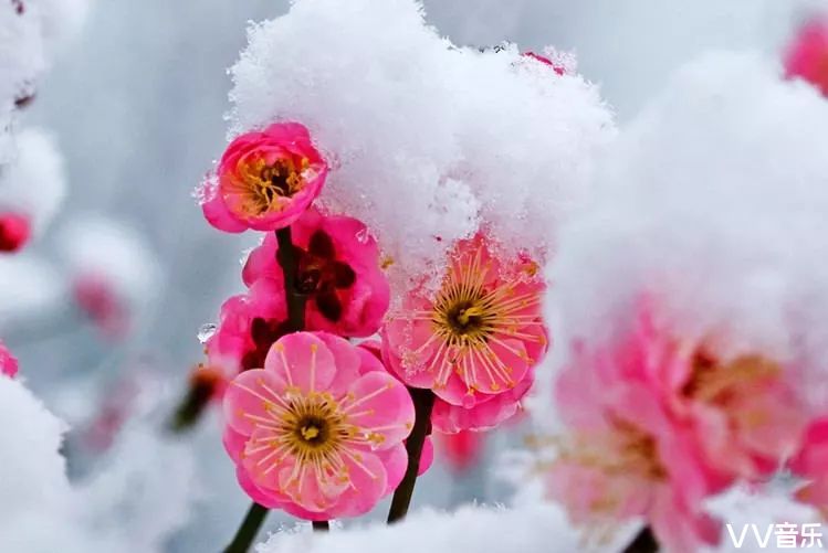 古诗韵梅花赋